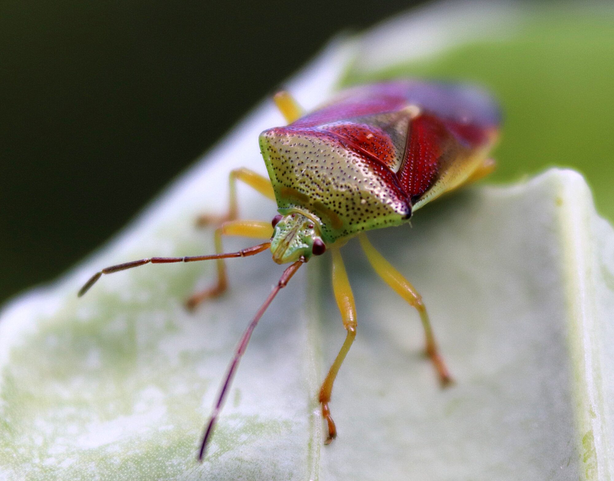 Valokuvaaja: Irja Lehtinen