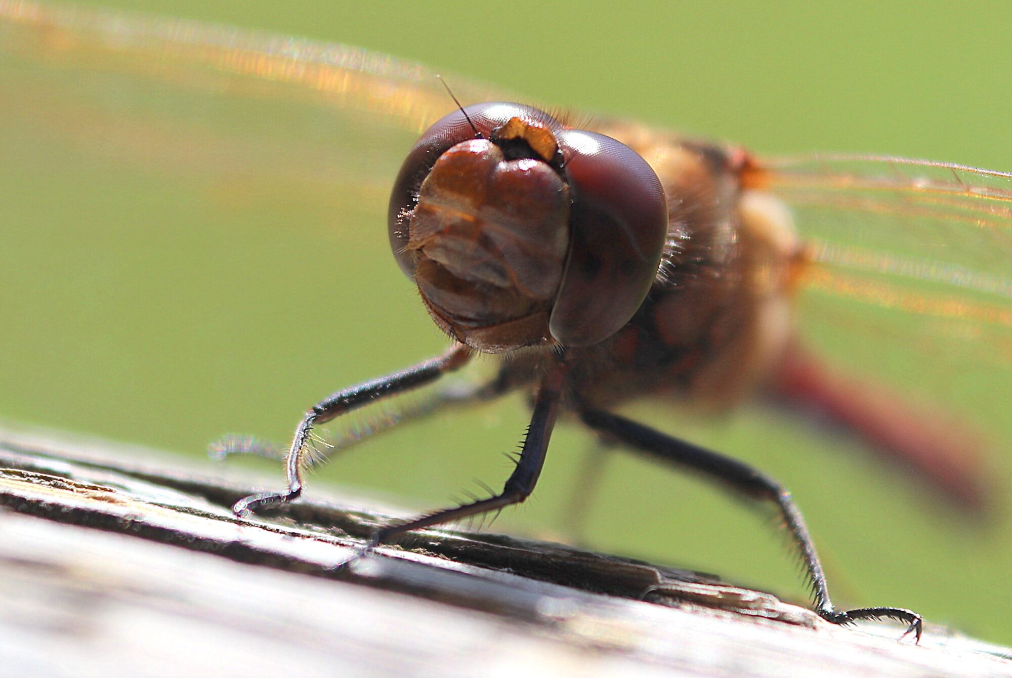 Valokuvaaja: Irja Lehtinen