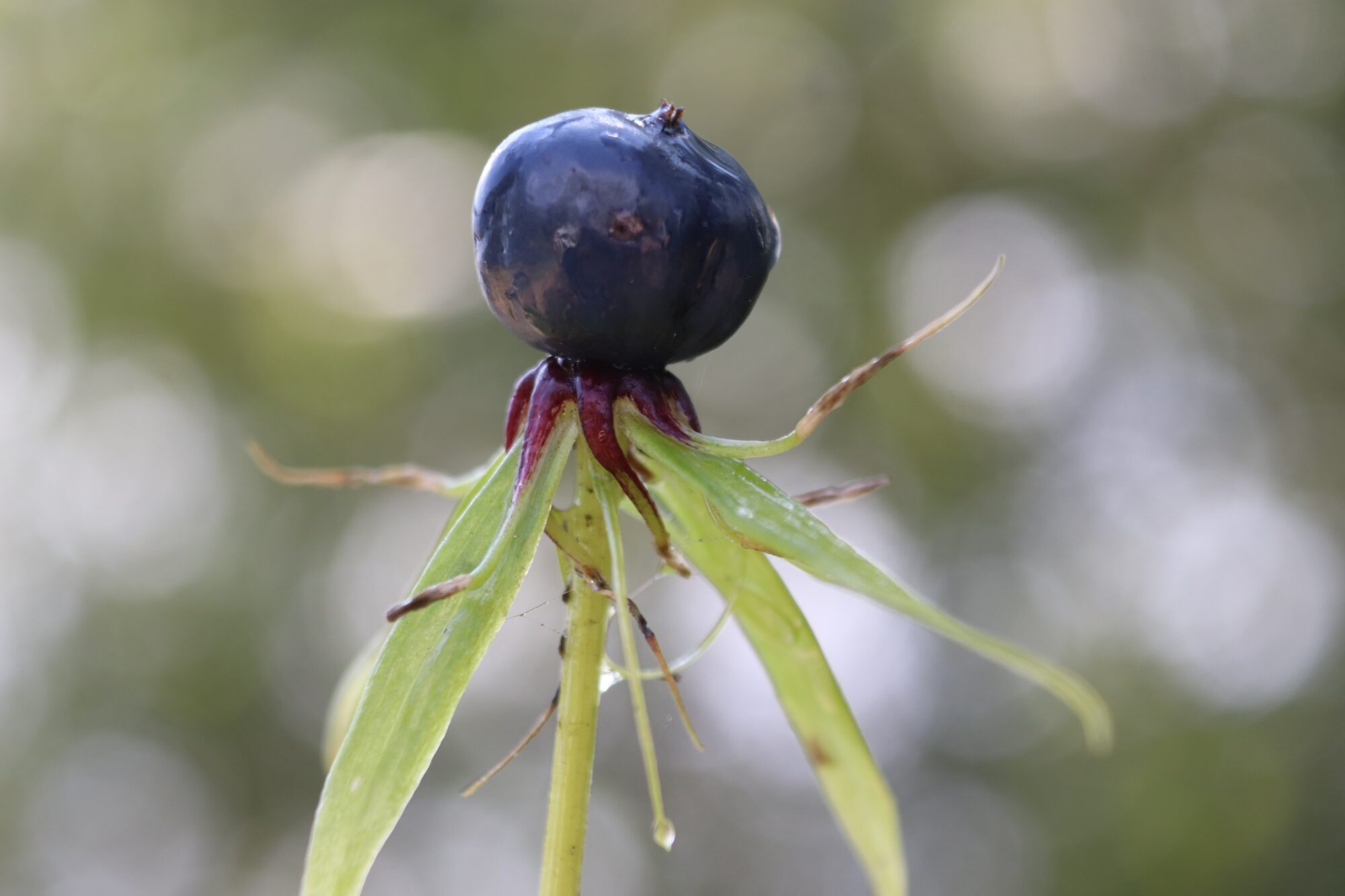 Valokuvaaja: Irja Lehtinen