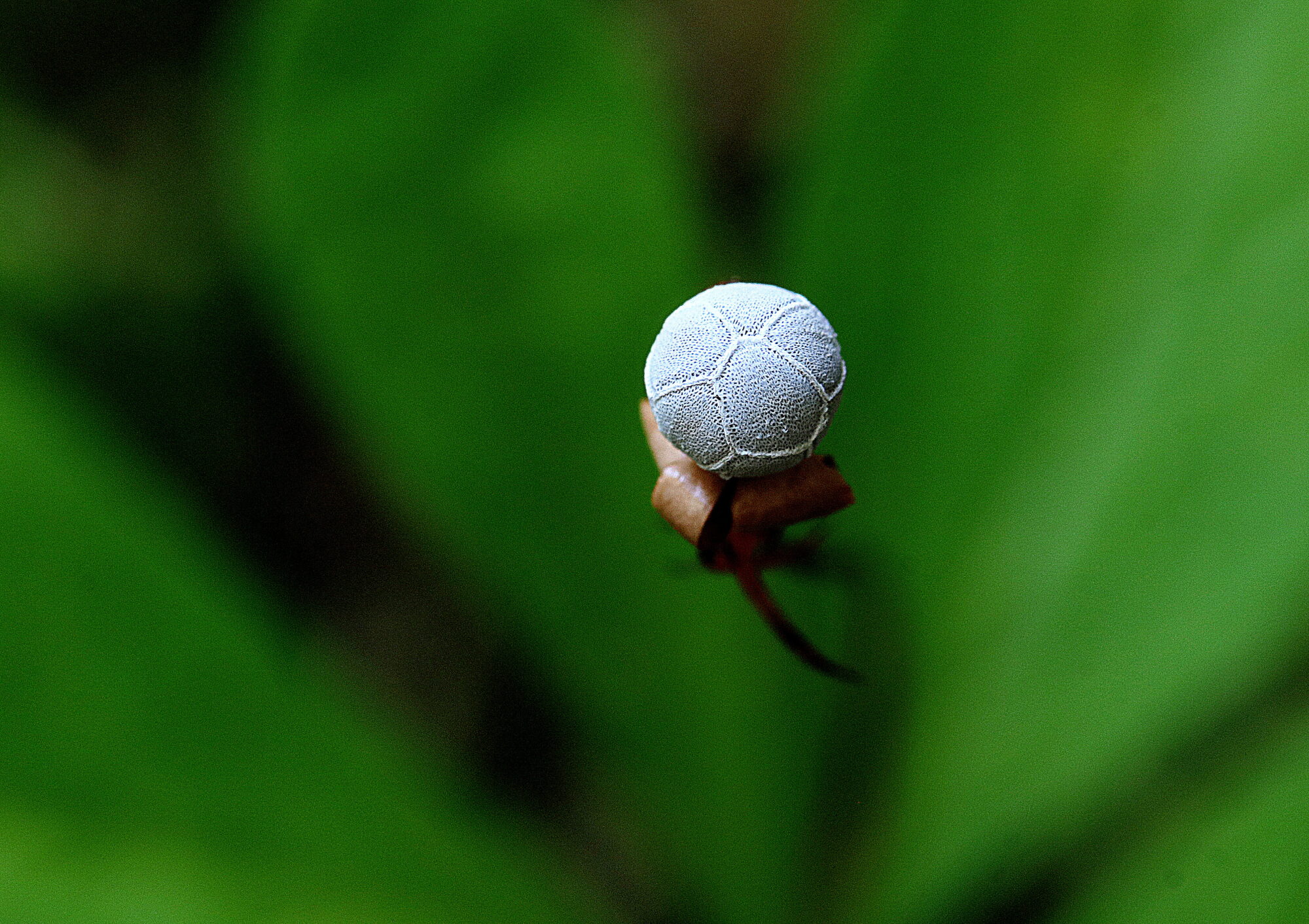 Valokuvaaja: Hannu. Rasiranta