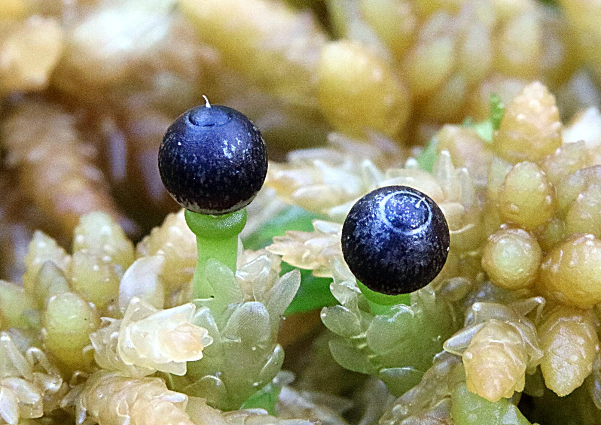 Valokuvaaja: Hannu. Rasiranta