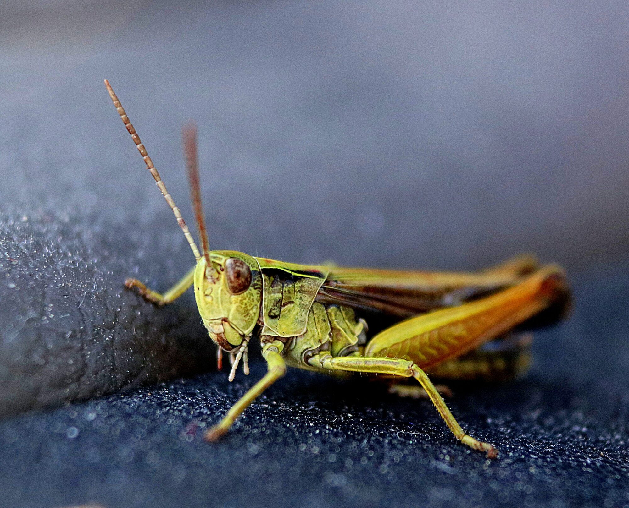 Valokuvaaja: Irja Lehtinen