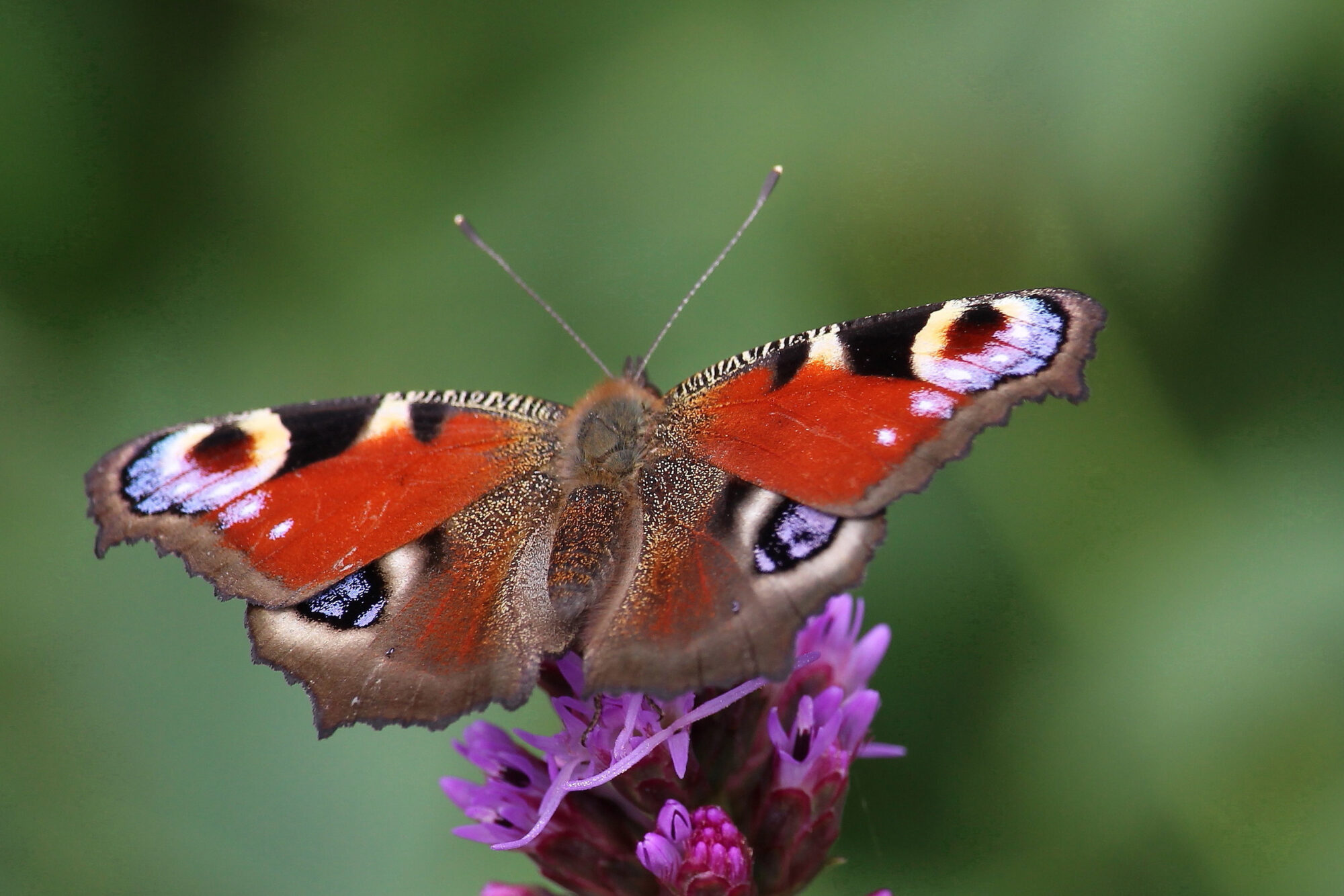 Valokuvaaja: Kirsi-Marja Joenpolvi