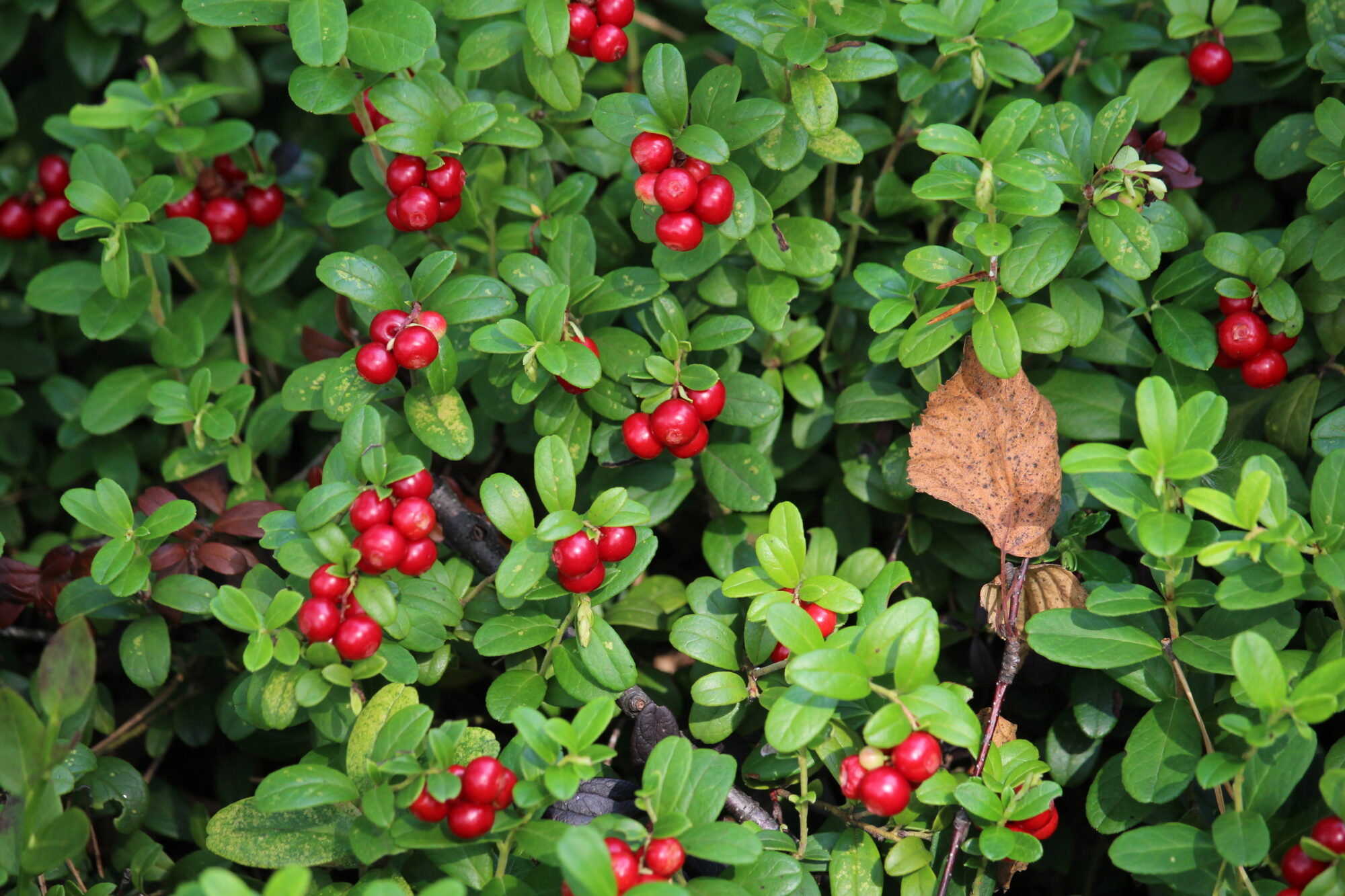Valokuvaaja: Kirsi-Marja Joenpolvi Valokuvaaja: Kirsi-Marja Joenpolvi