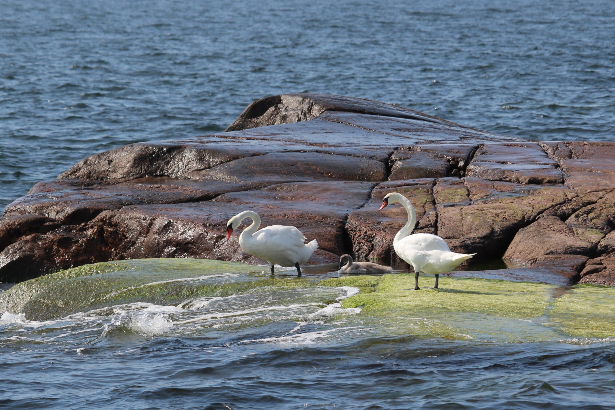 Valokuvaaja: Kirsi-Marja Joenpolvi