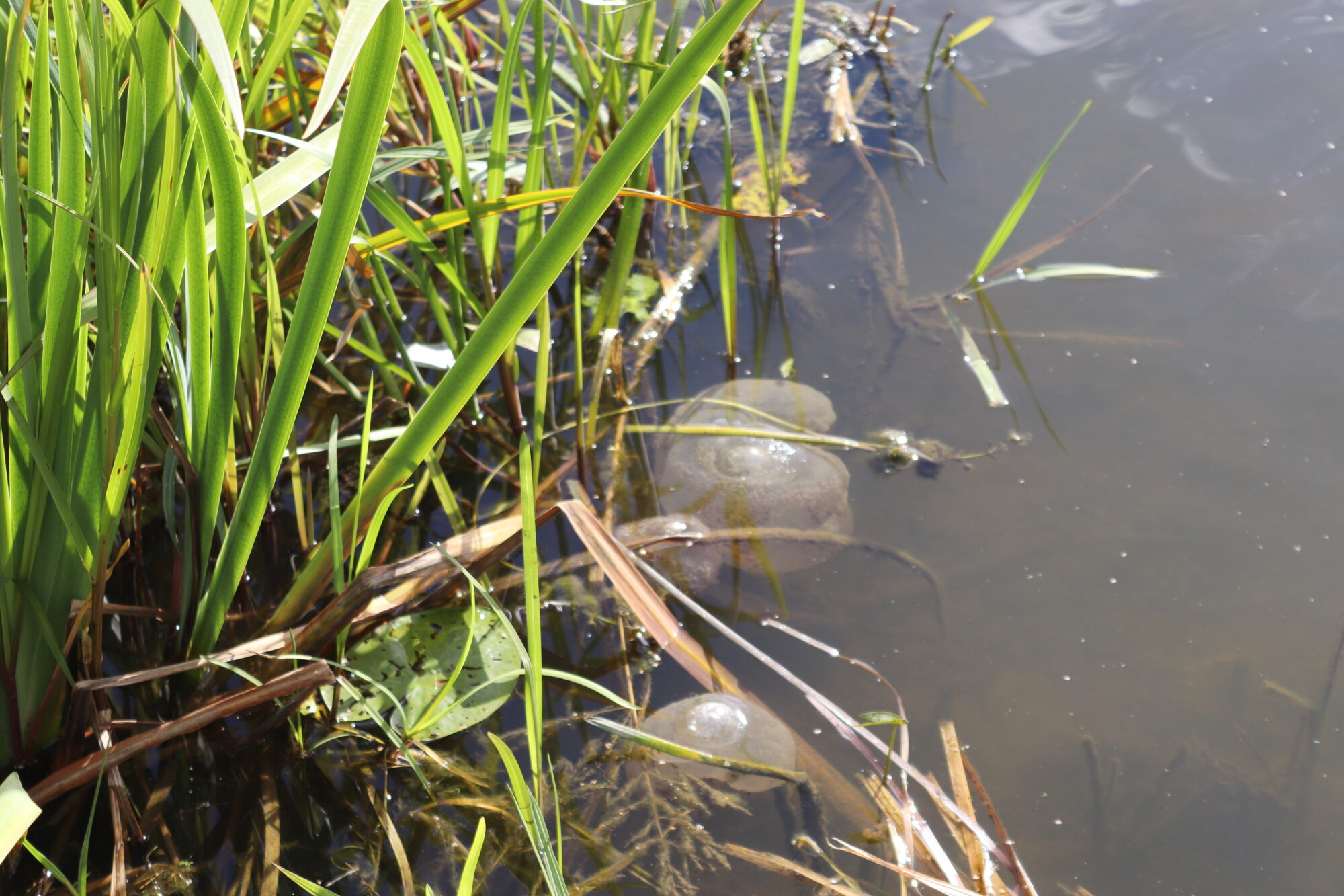 Valokuvaaja: Irja Lehtinen