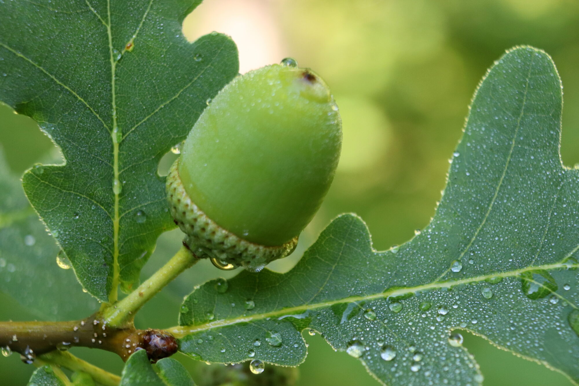 Valokuvaaja: Irja Lehtinen
