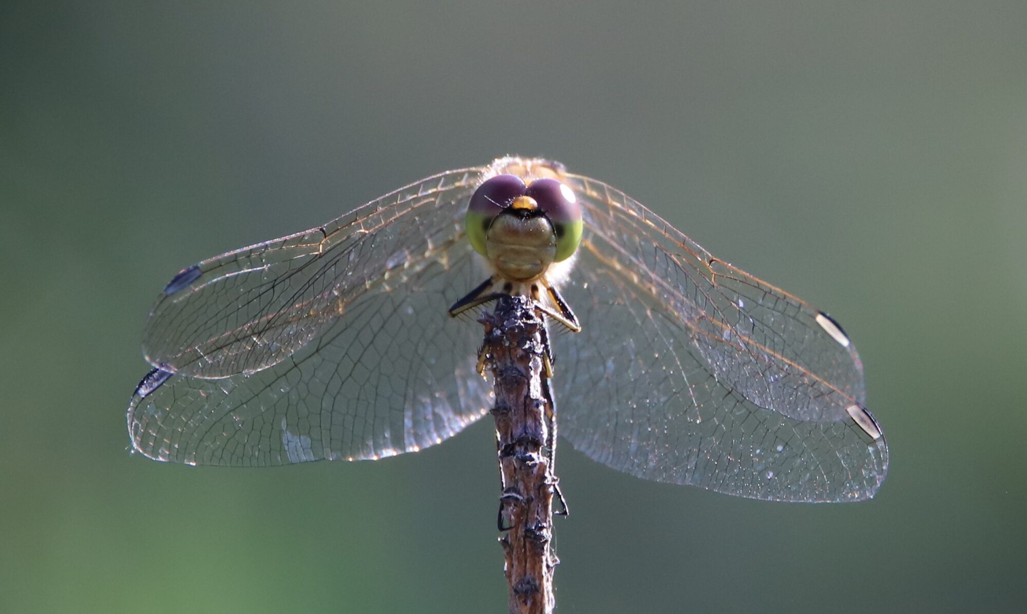 Valokuvaaja: Risto Kulmala