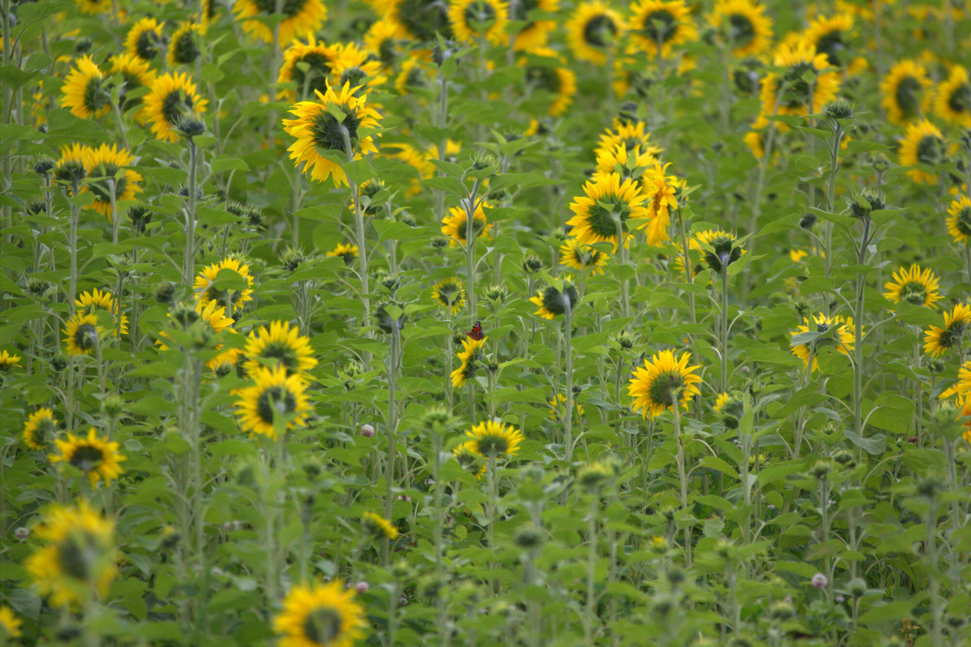 Valokuvaaja: tapio keinonen
