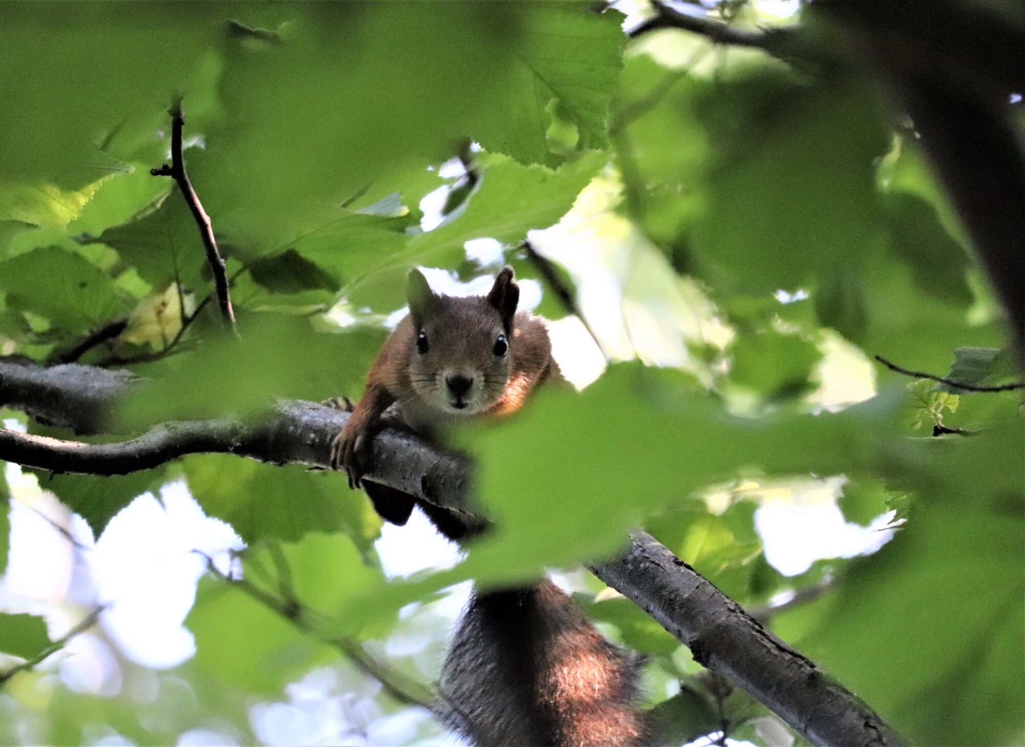 Valokuvaaja: Birgit Silvennoinen Valokuvaaja: Birgit Silvennoinen