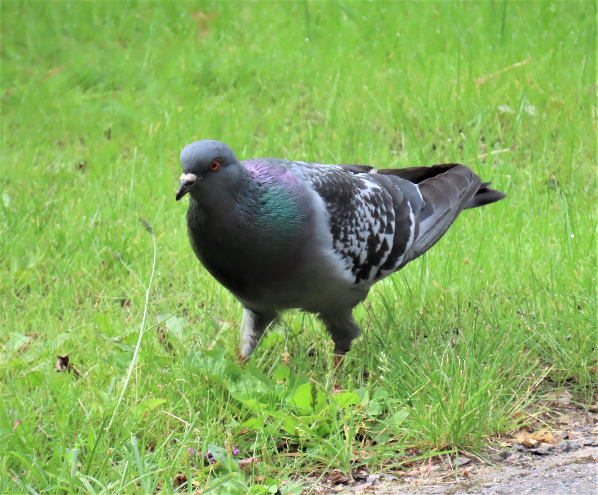 Valokuvaaja: Birgit Silvennoinen