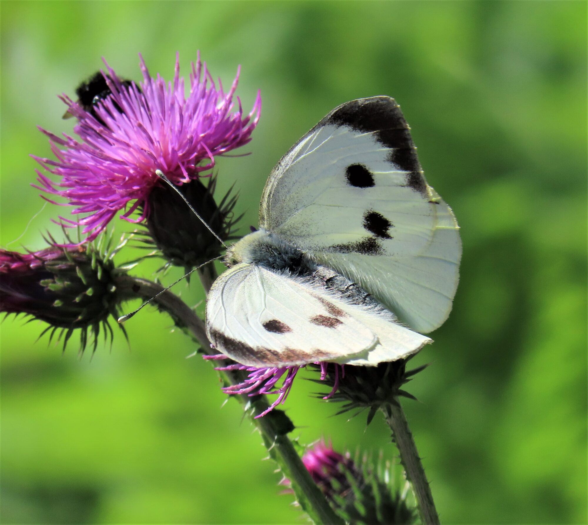Valokuvaaja: Birgit Silvennoinen