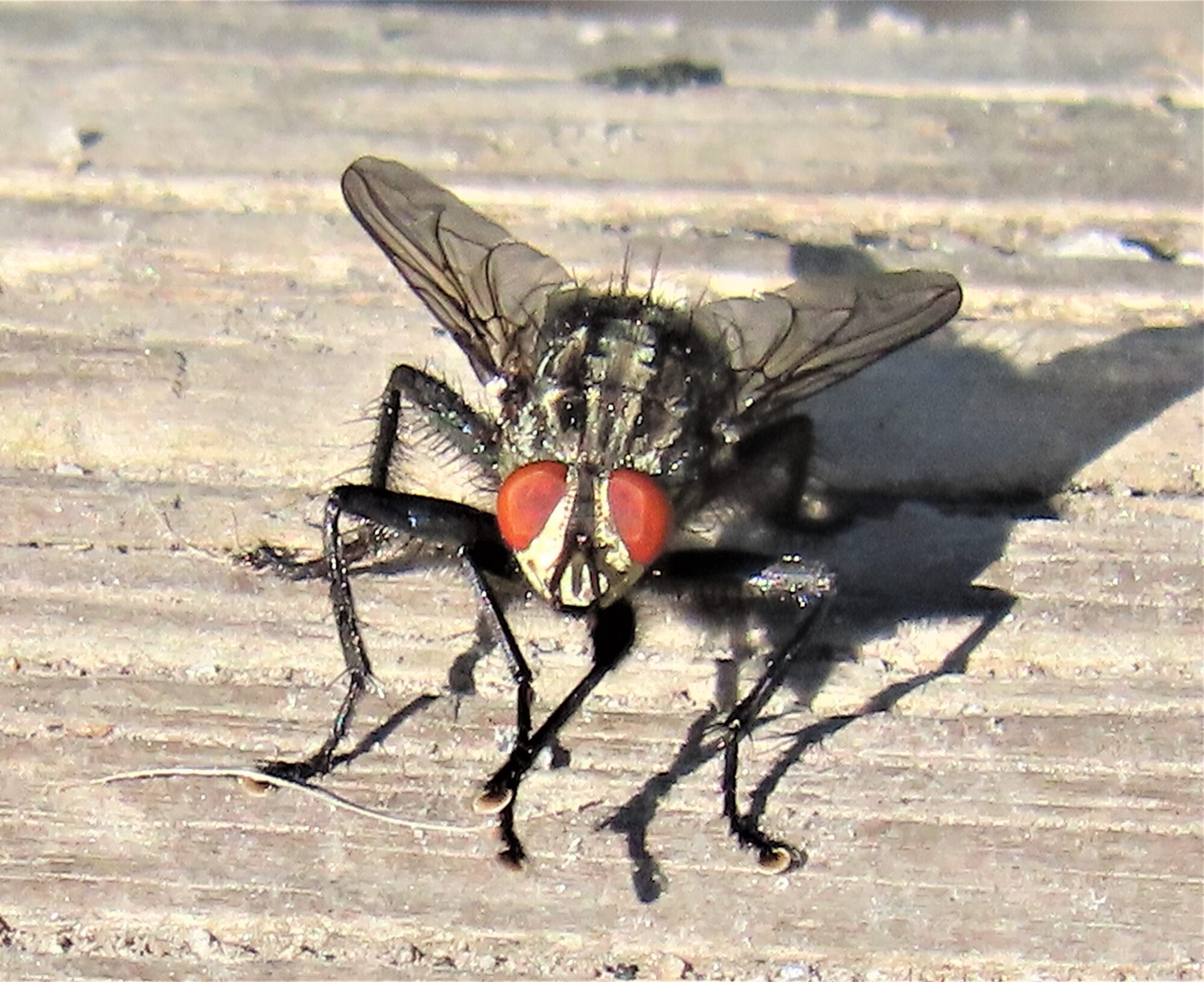 Valokuvaaja: Birgit Silvennoinen