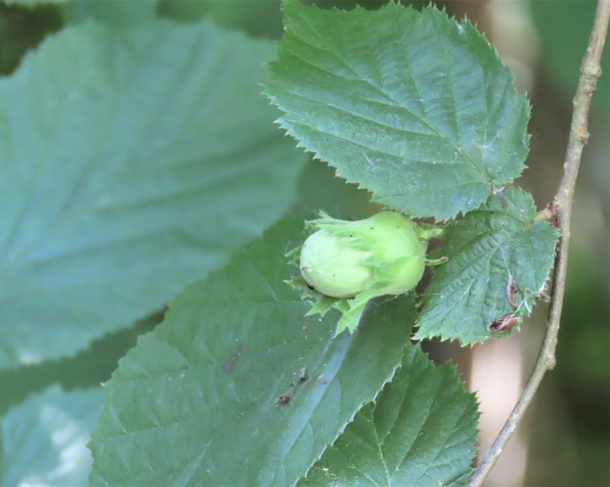 Valokuvaaja: Birgit Silvennoinen