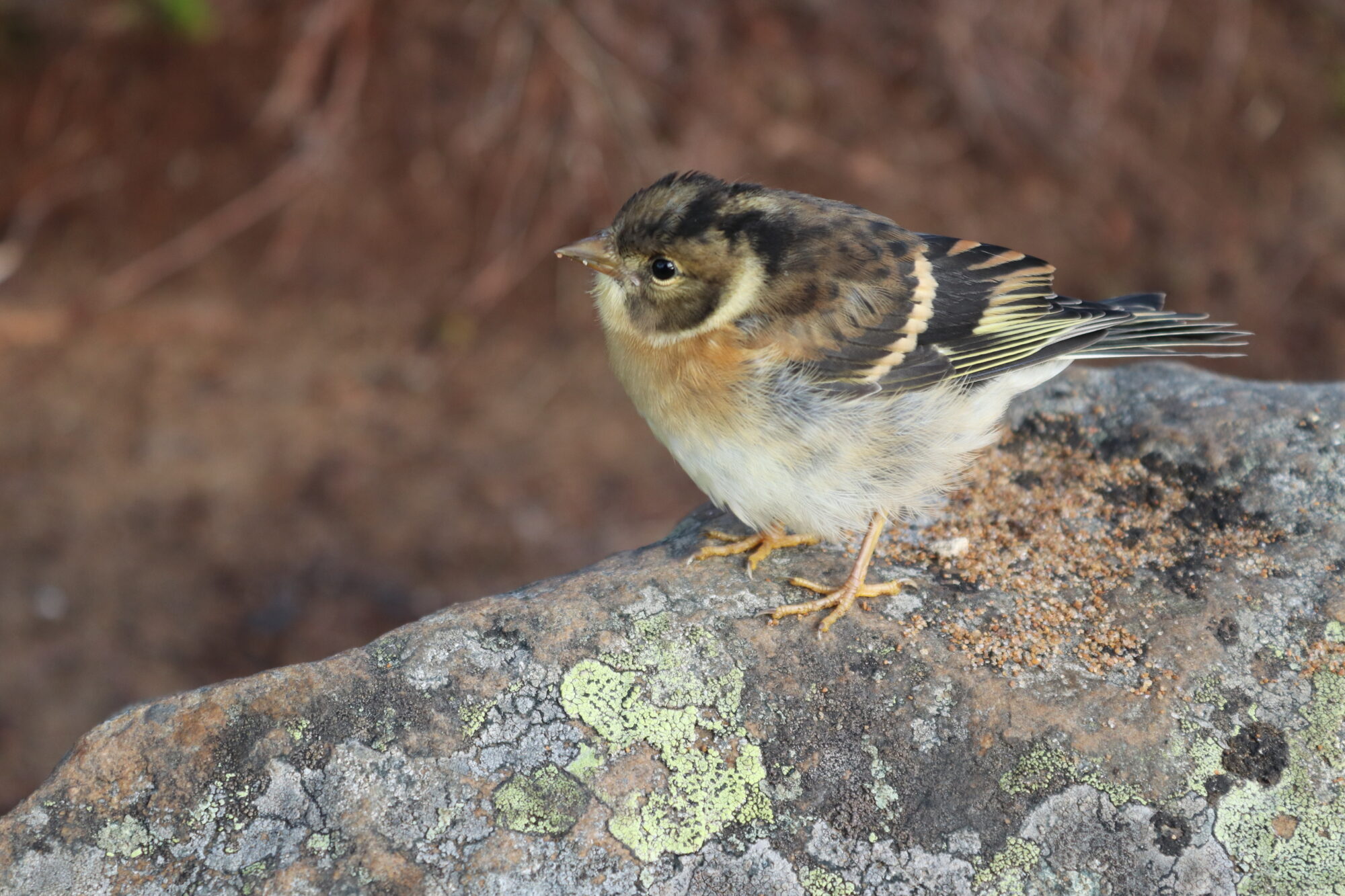 Valokuvaaja: Irja Lehtinen