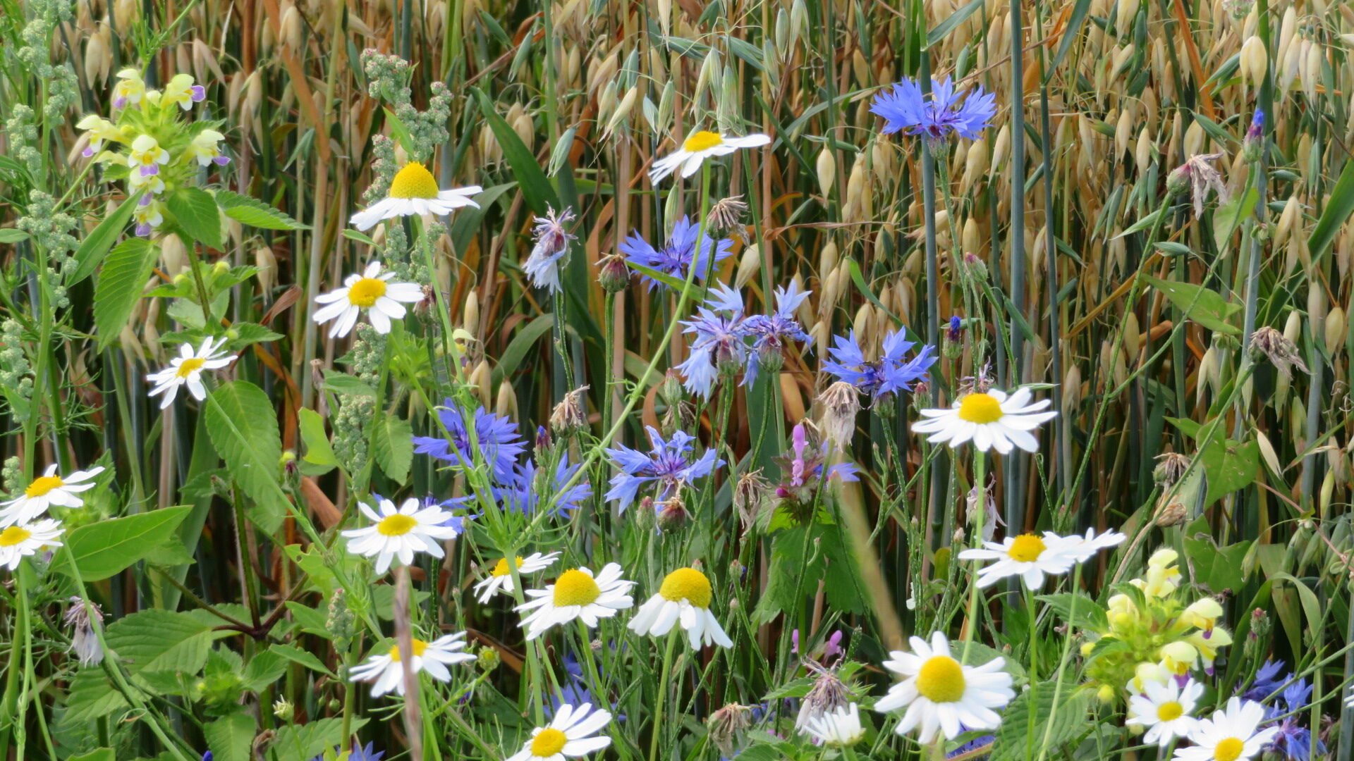 Valokuvaaja: Risto Kangassalo