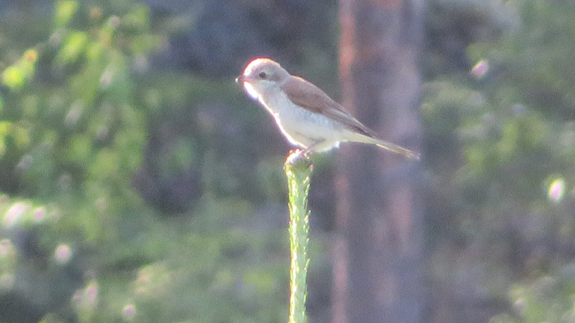 Valokuvaaja: Risto Kangassalo