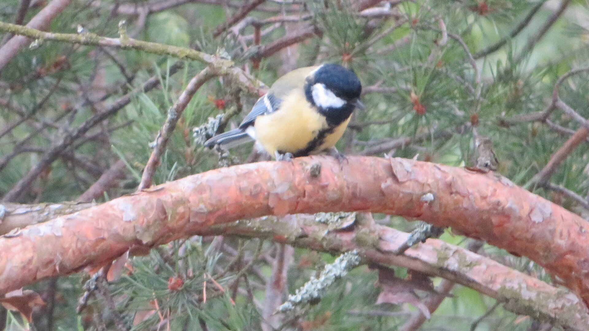 Valokuvaaja: Risto Kangassalo