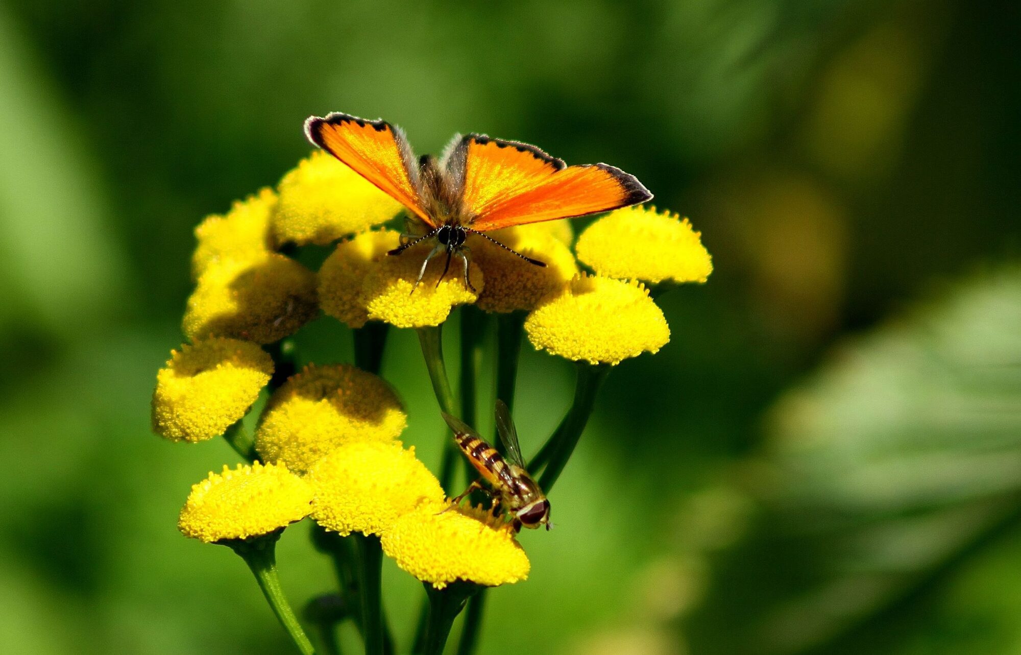 Valokuvaaja: Pirkko Siukonen