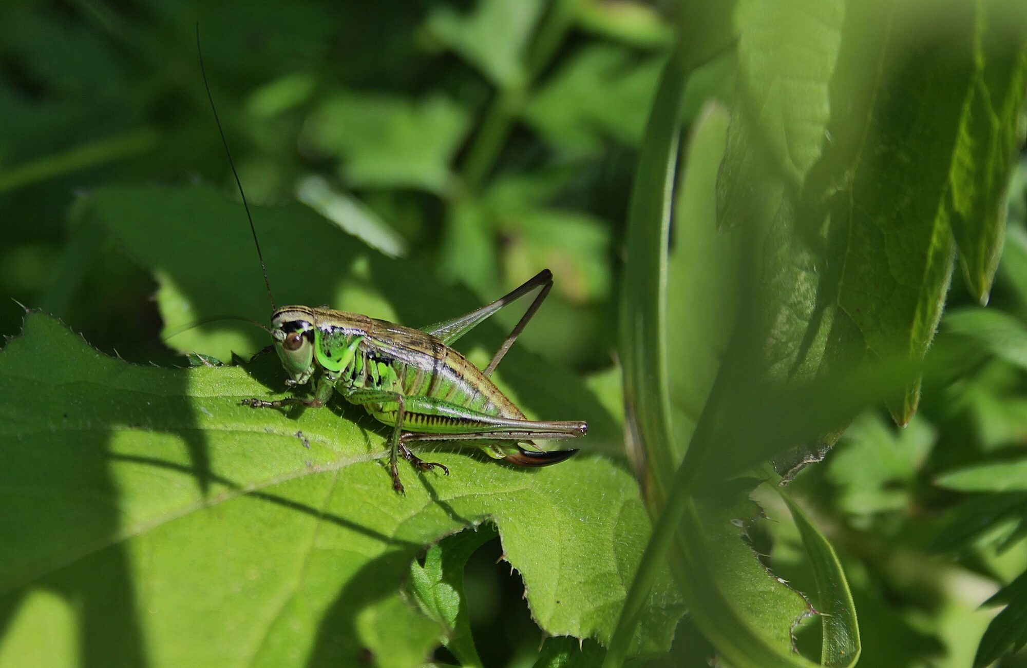 Valokuvaaja: Pirkko Siukonen Valokuvaaja: Pirkko Siukonen