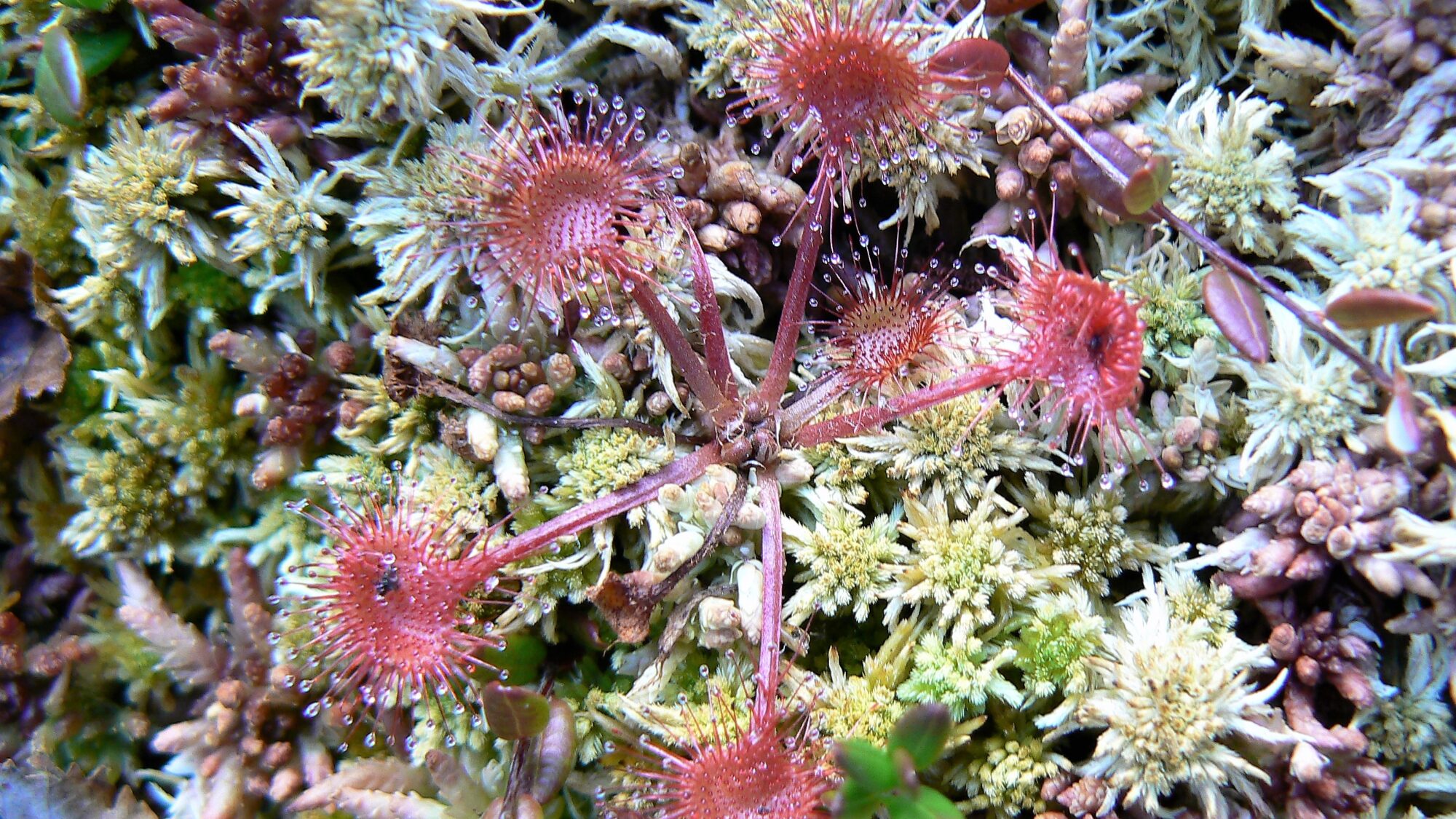 Valokuvaaja: Pekka Heino