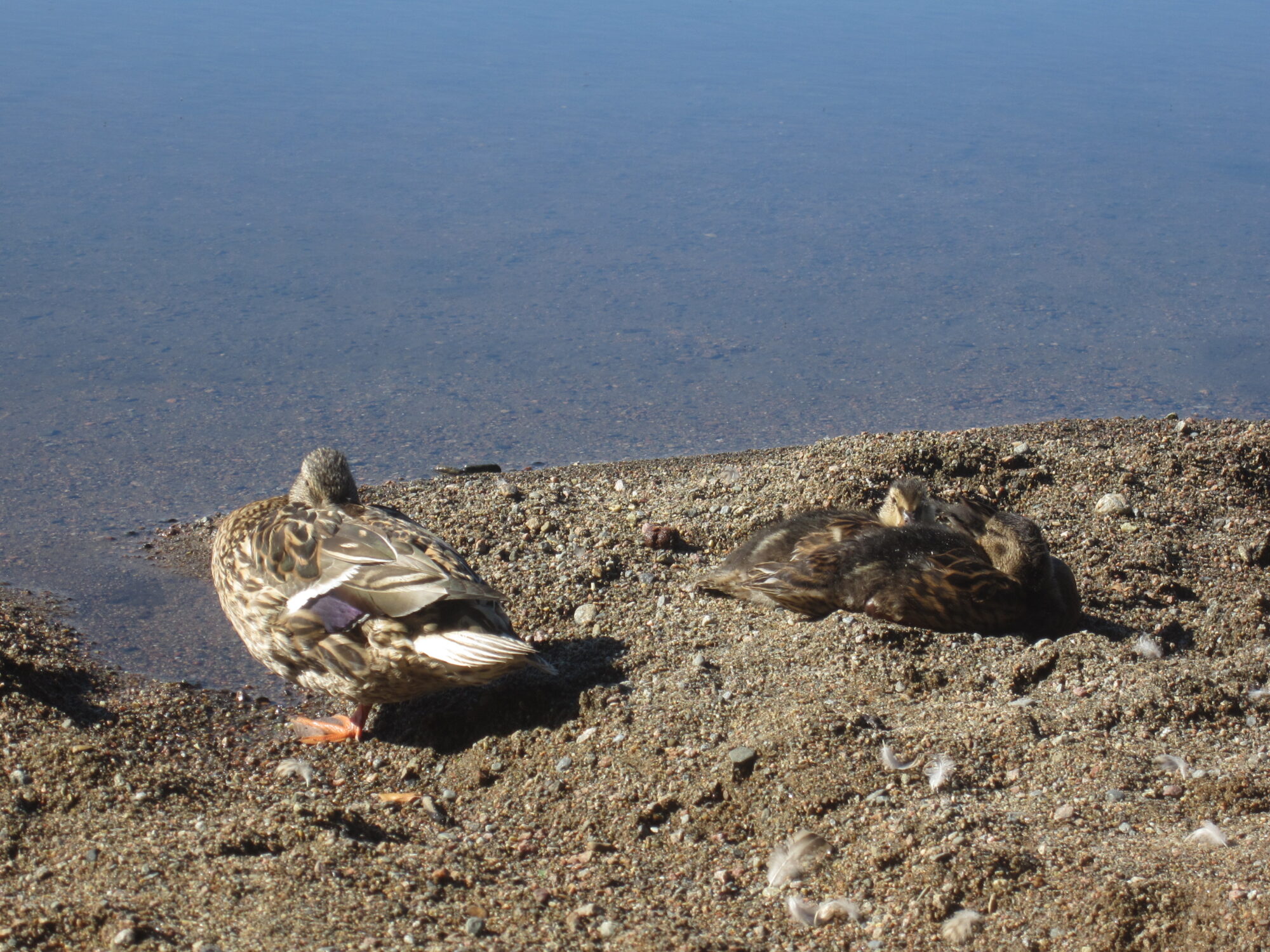 Valokuvaaja: Marita Portin