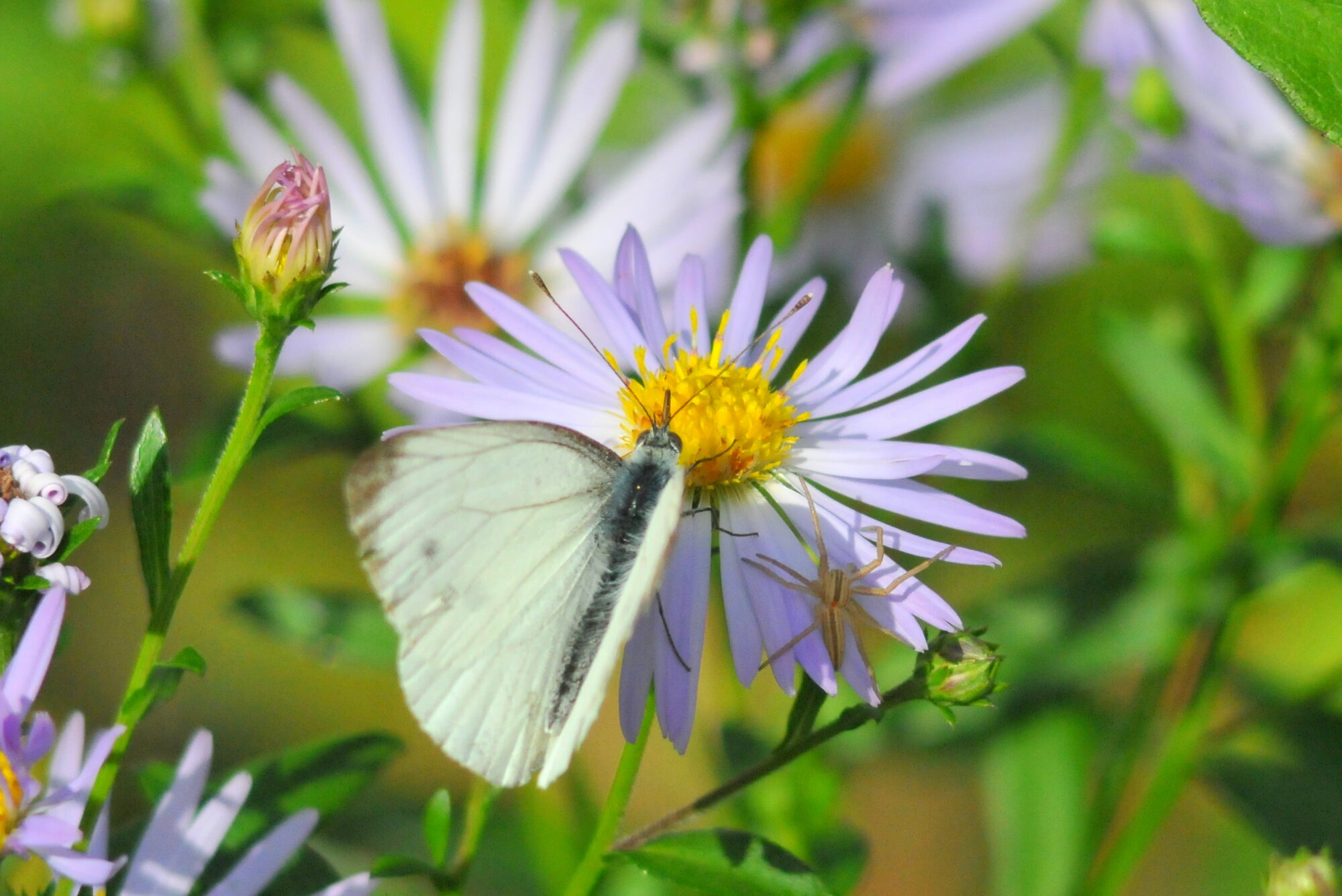 Valokuvaaja: Kaarlo Asikainen