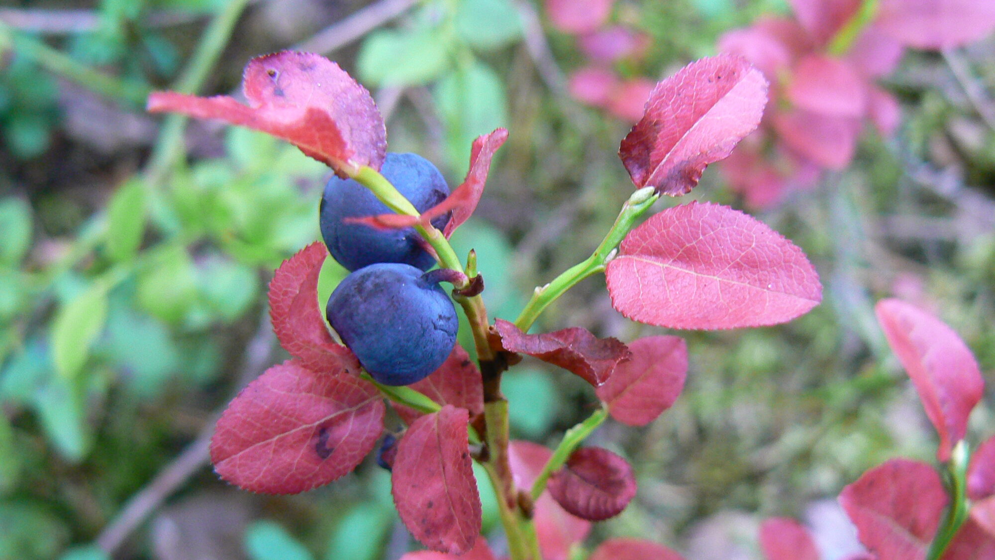 Valokuvaaja: Pekka Heino