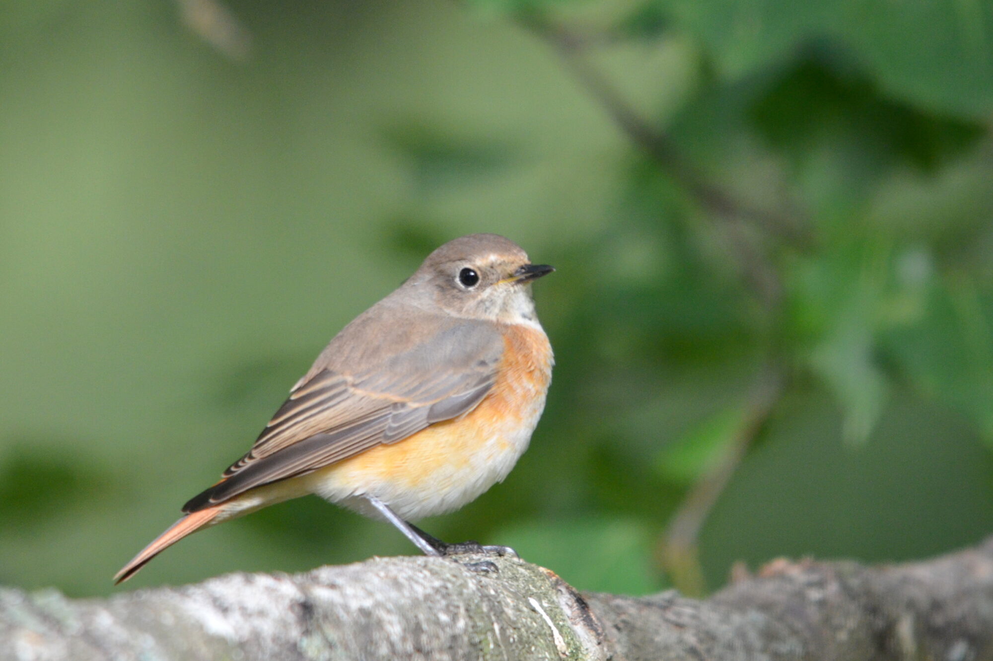 Valokuvaaja: Kaarlo Asikainen