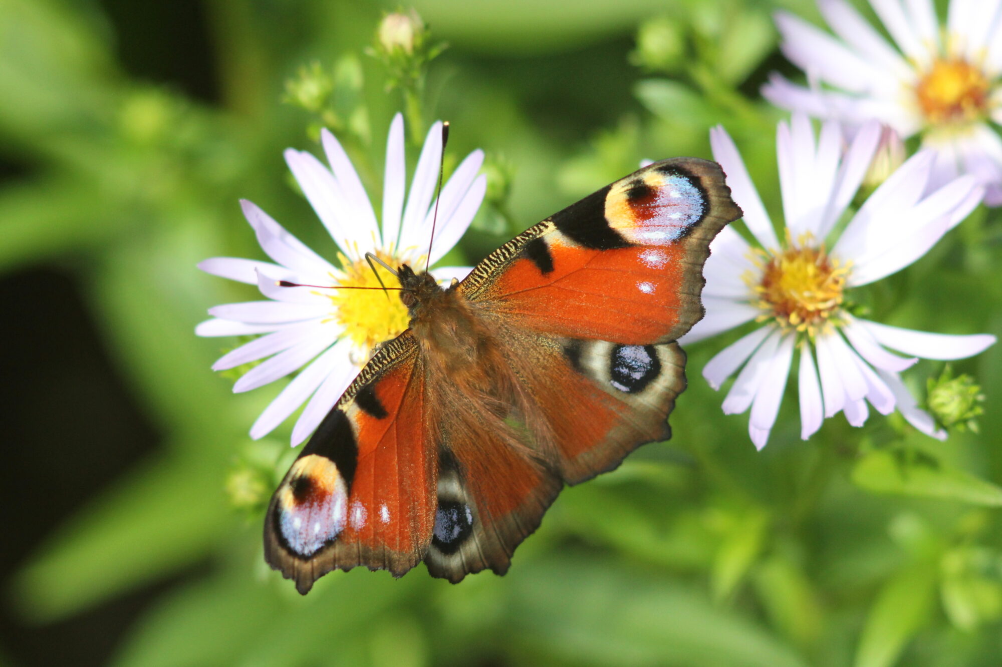 Valokuvaaja: Kaarlo Asikainen