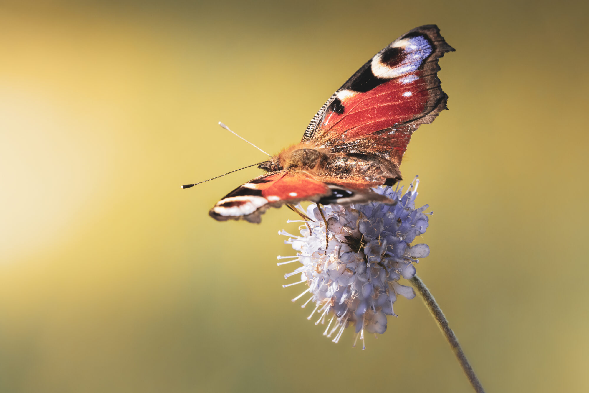 Valokuvaaja: Risto Lavi