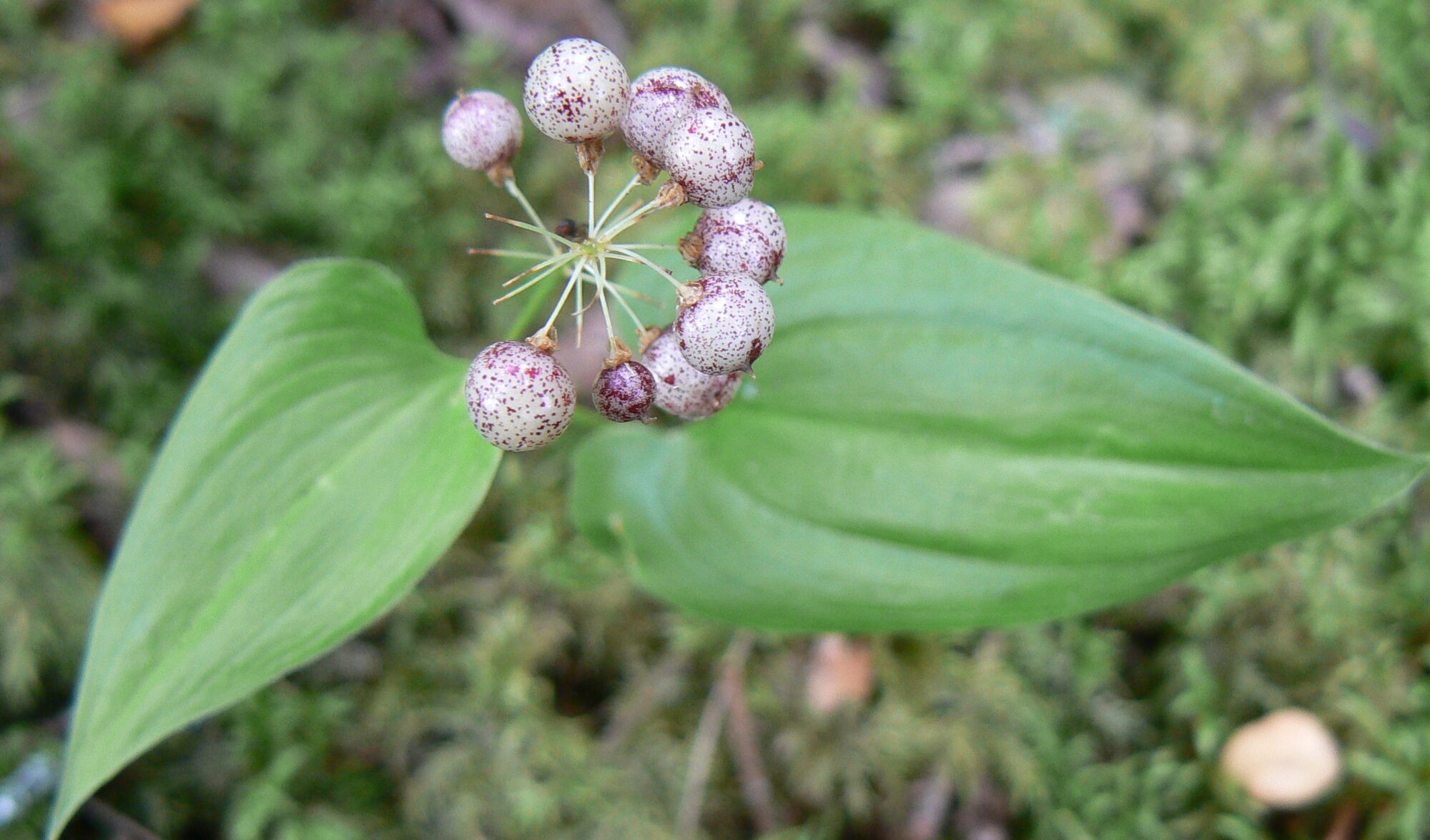 Valokuvaaja: Pekka Heino