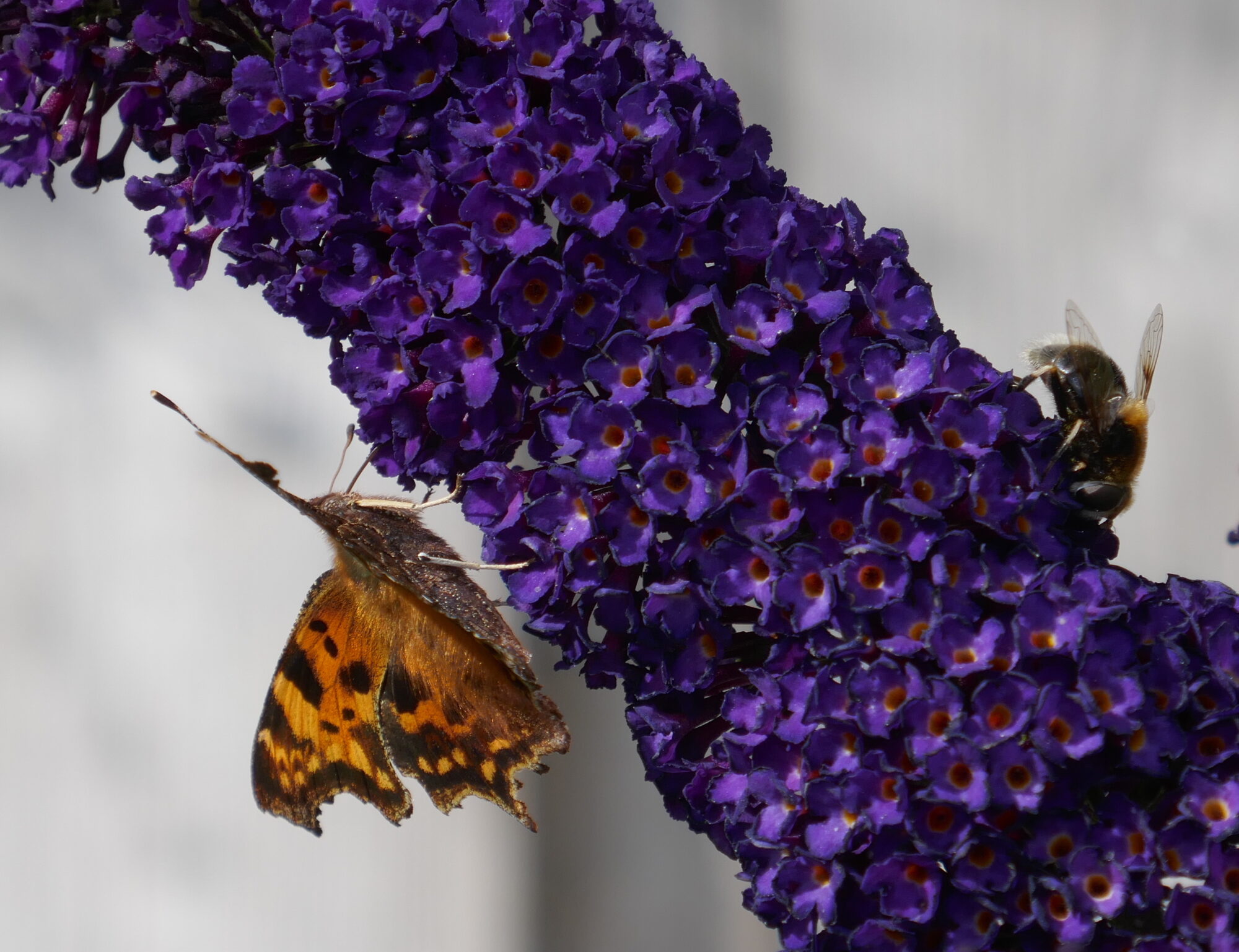 Valokuvaaja: Marjut Ikonen