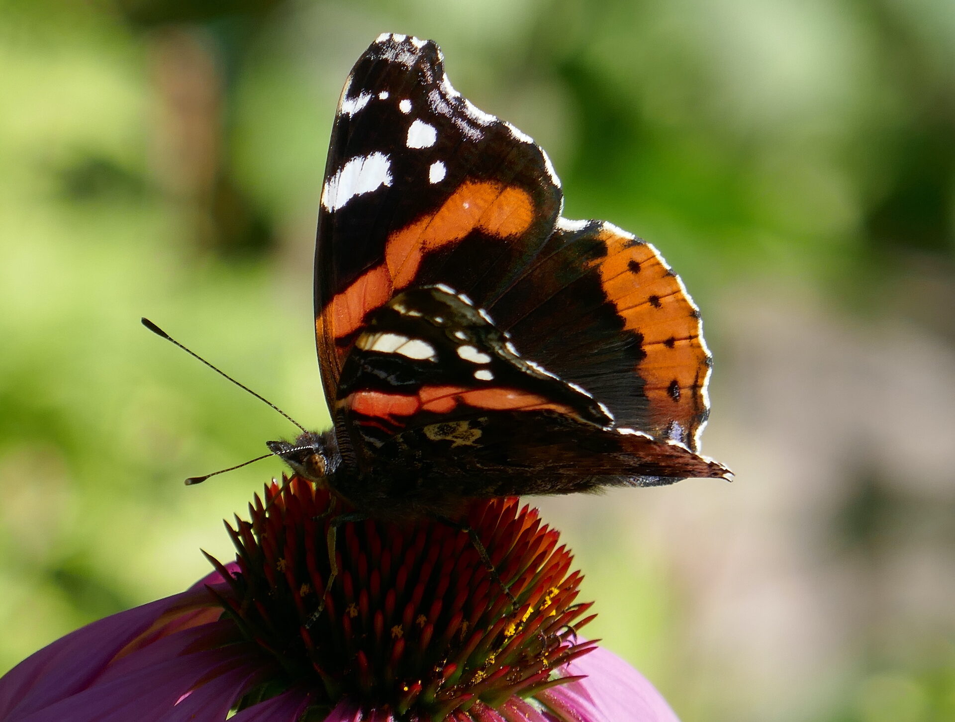 Valokuvaaja: Marjut Ikonen