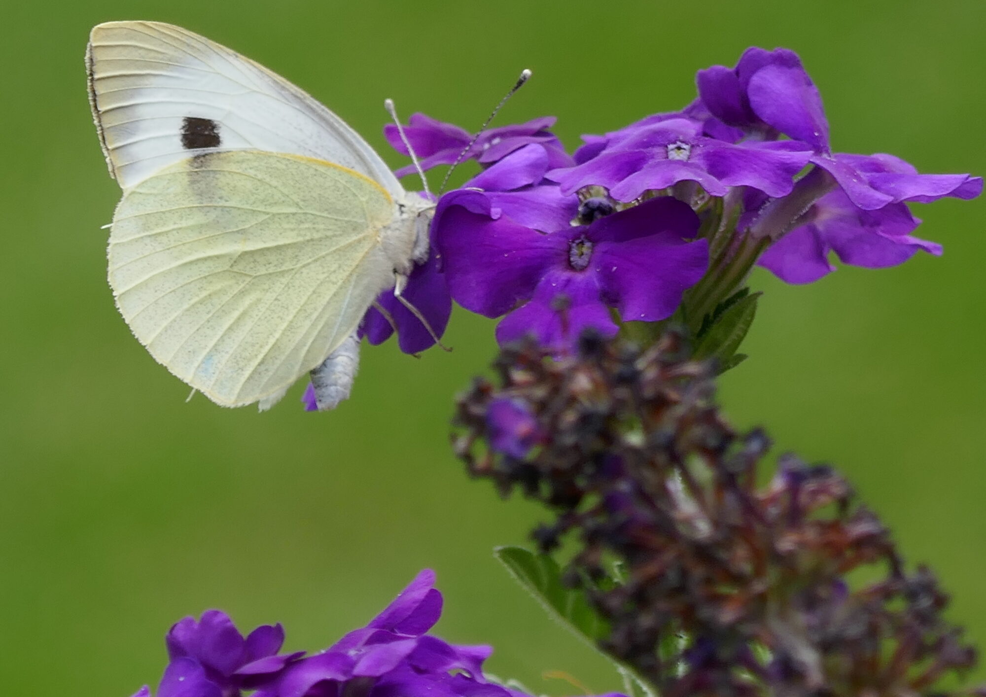 Valokuvaaja: Marjut Ikonen