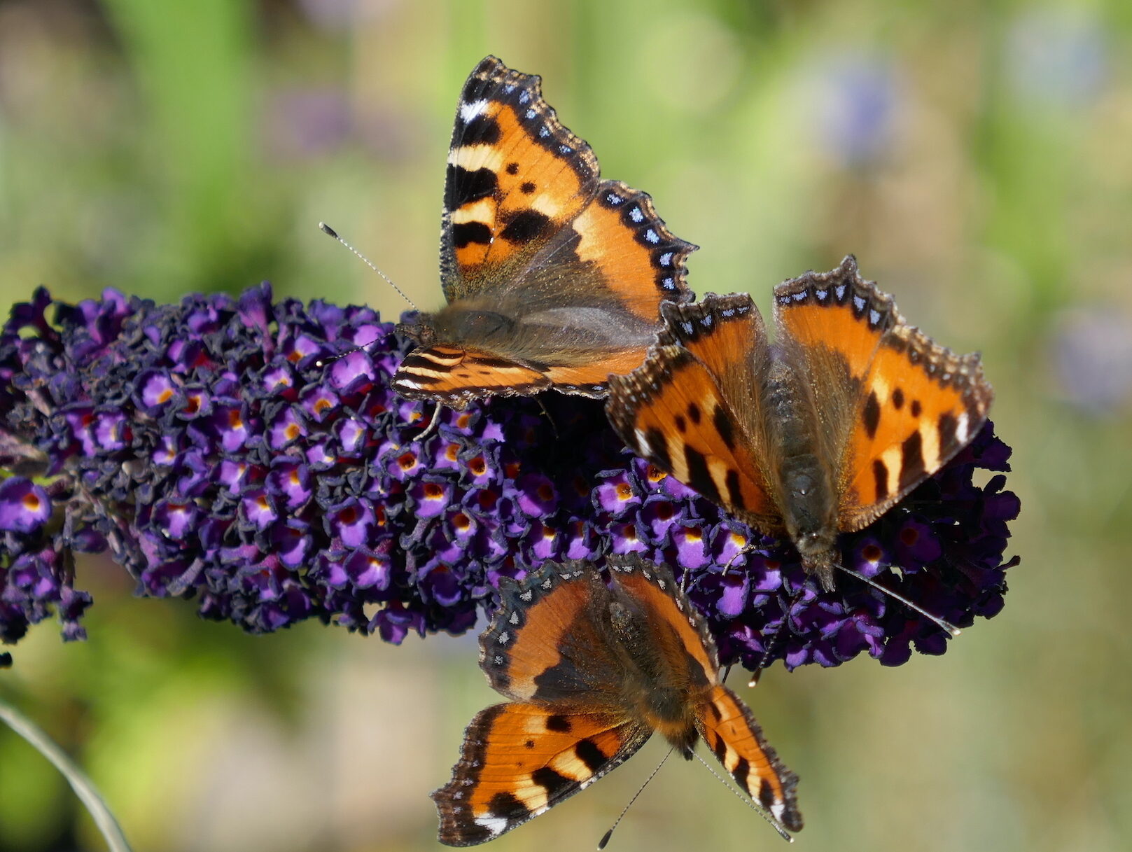 Valokuvaaja: Marjut Ikonen