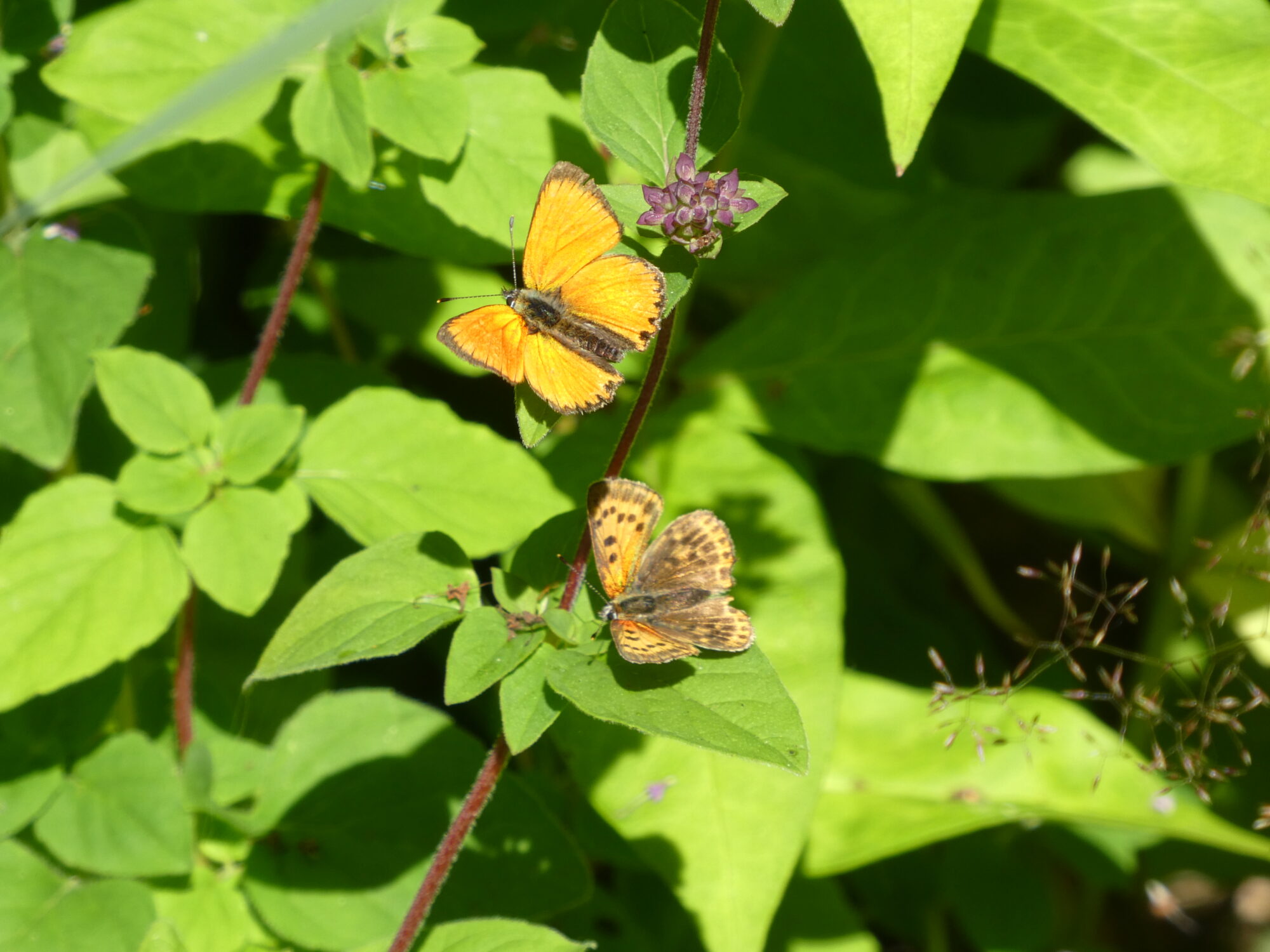 Valokuvaaja: Anja Mustamaa