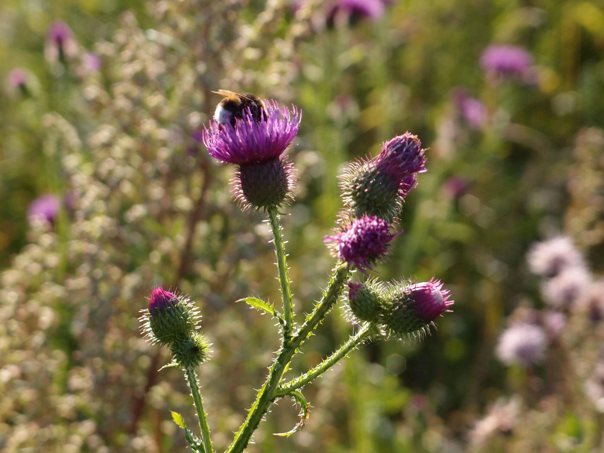 Valokuvaaja: Risto Kangassalo