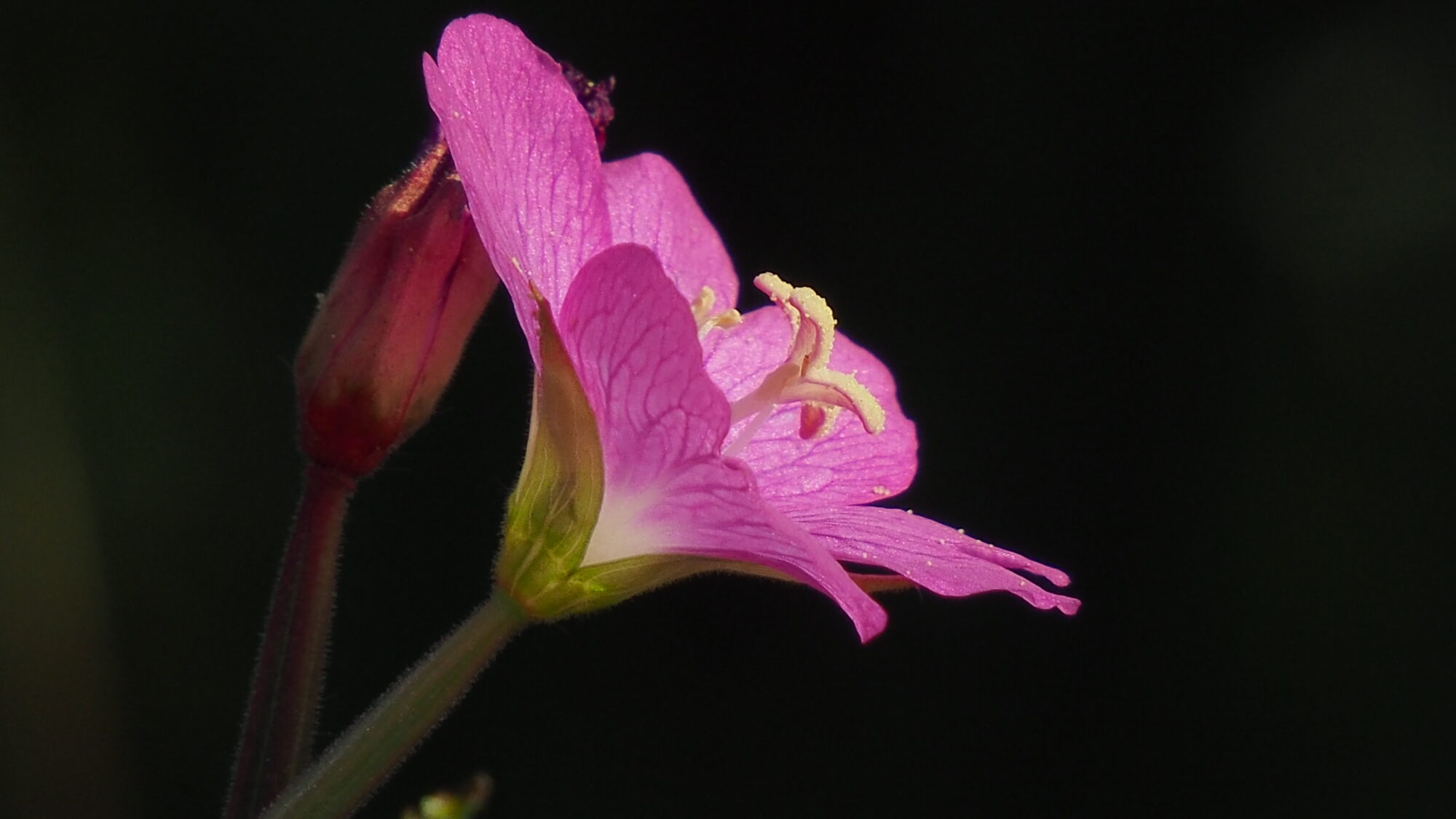 Valokuvaaja: Valtonen Martti