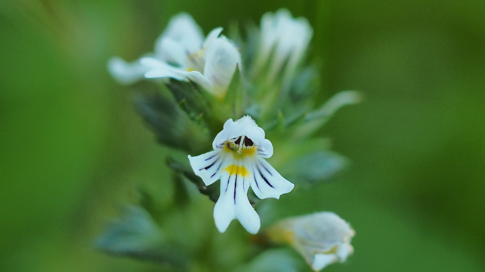 Valokuvaaja: Martti Valtonen
