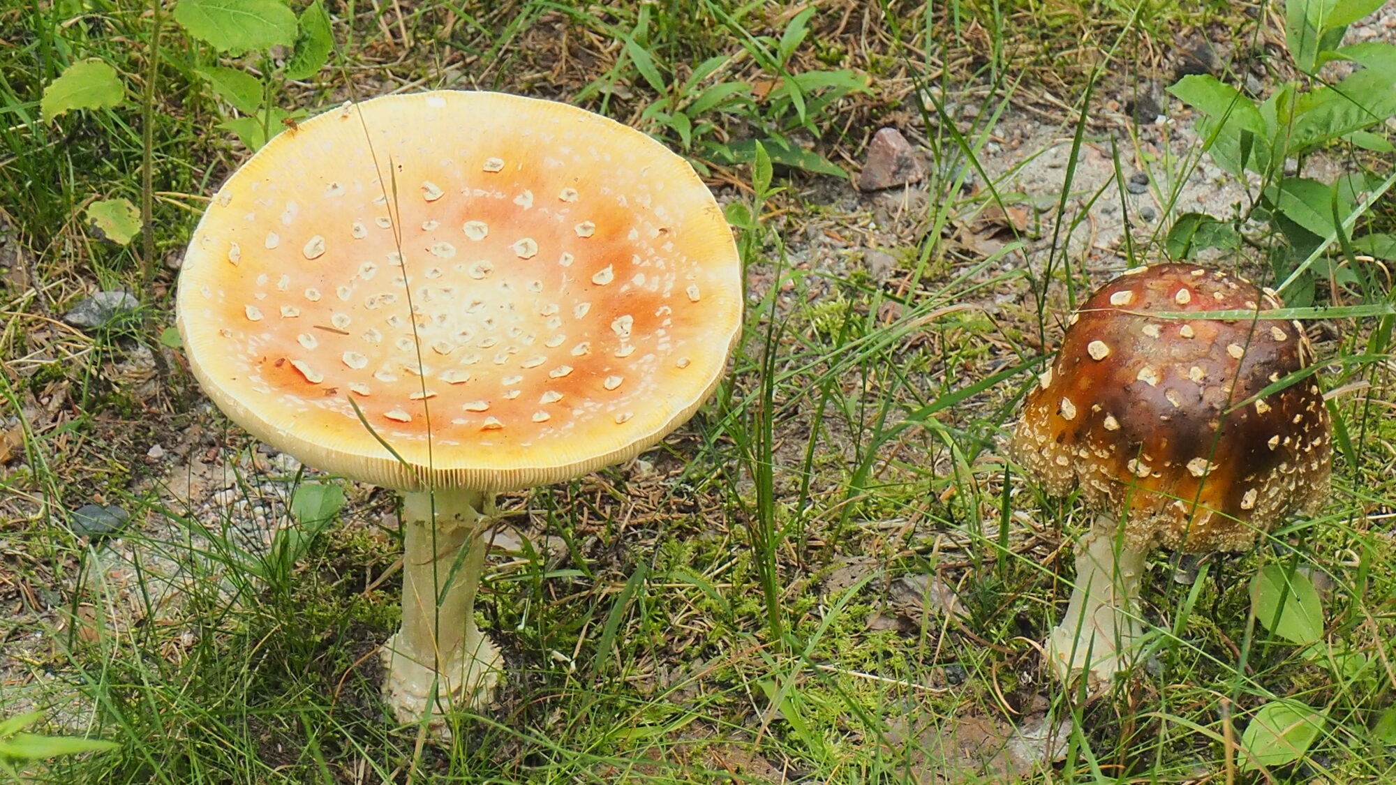 Valokuvaaja: Martti Valtonen