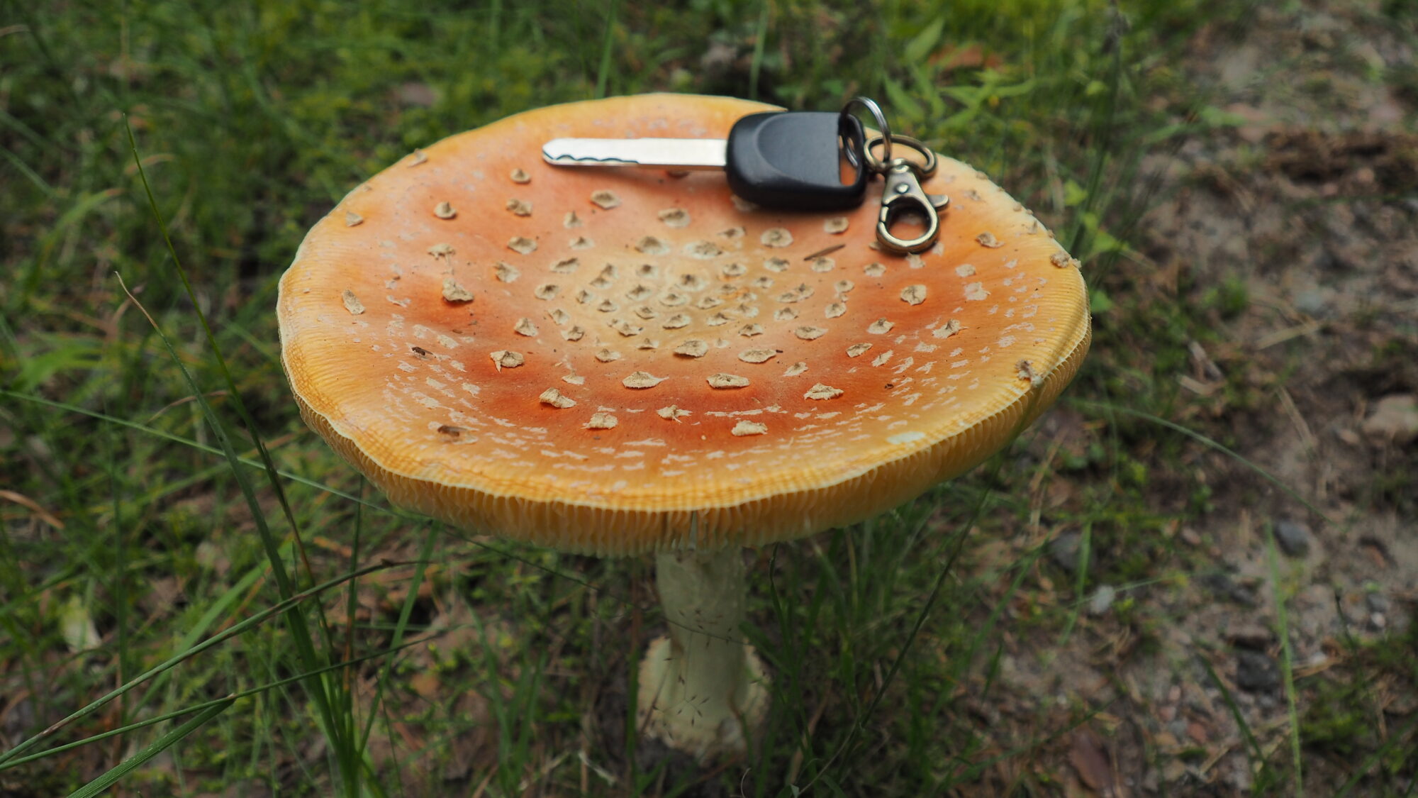 Valokuvaaja: Martti Valtonen