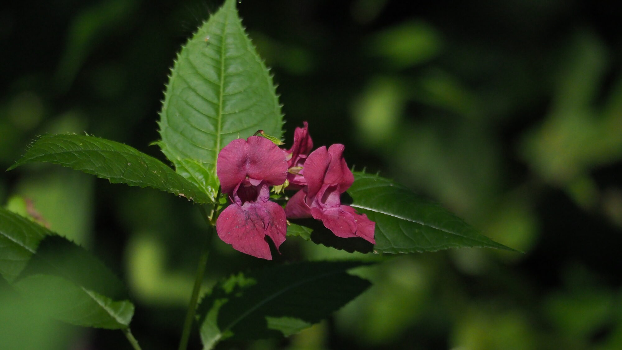 Valokuvaaja: Martti Valtonen
