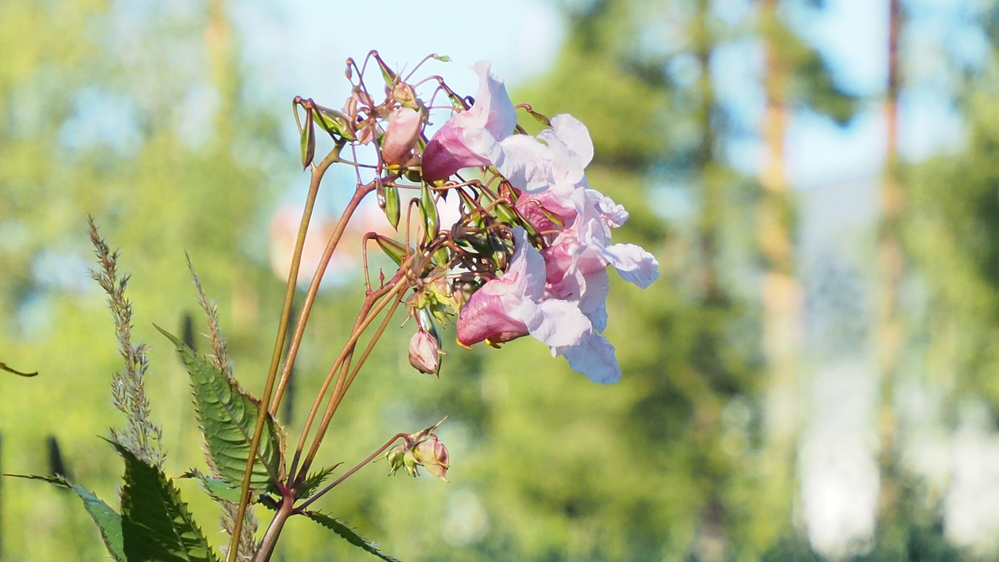 Valokuvaaja: Martti Valtonen