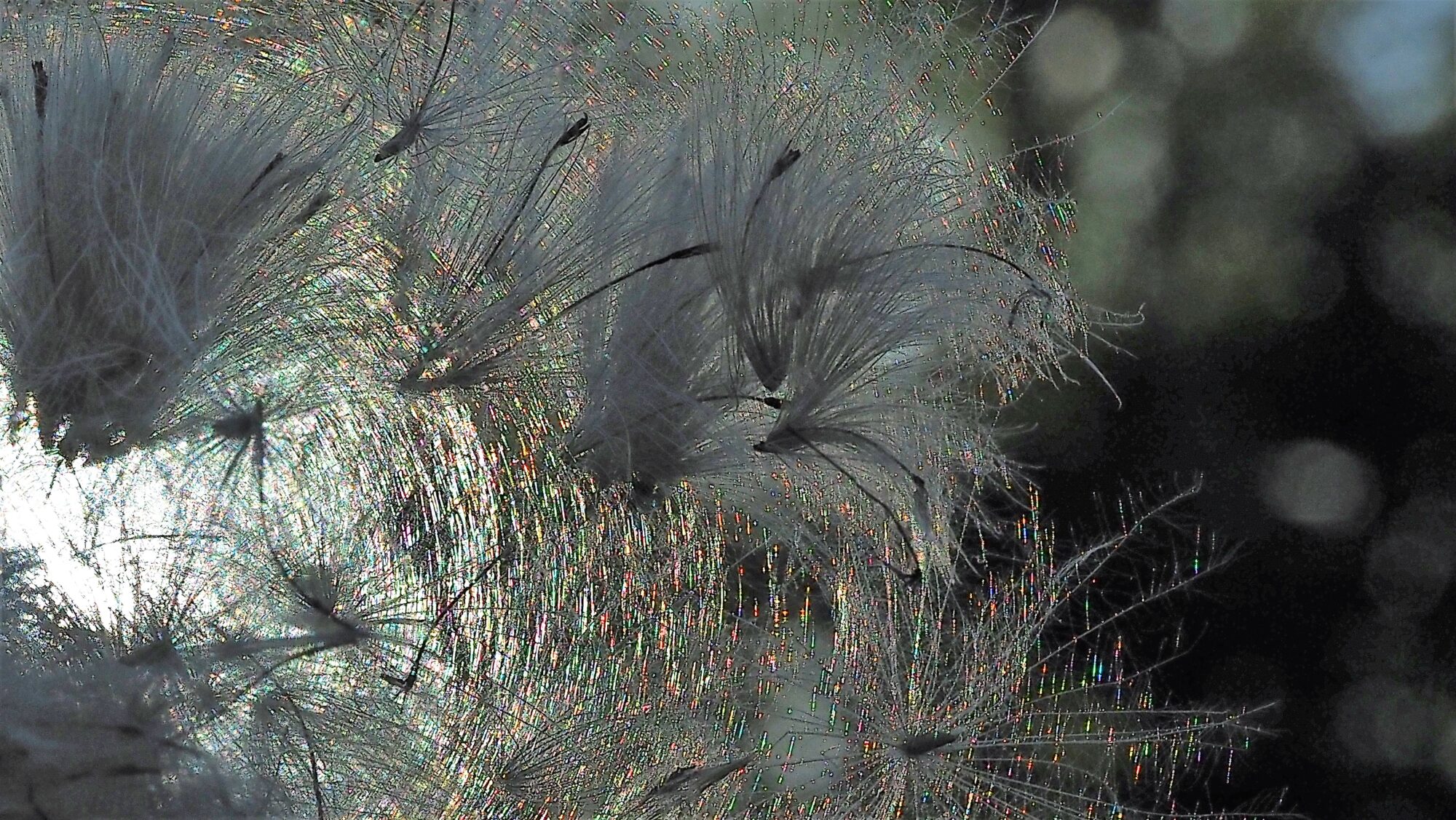 Valokuvaaja: Arja Valtonen