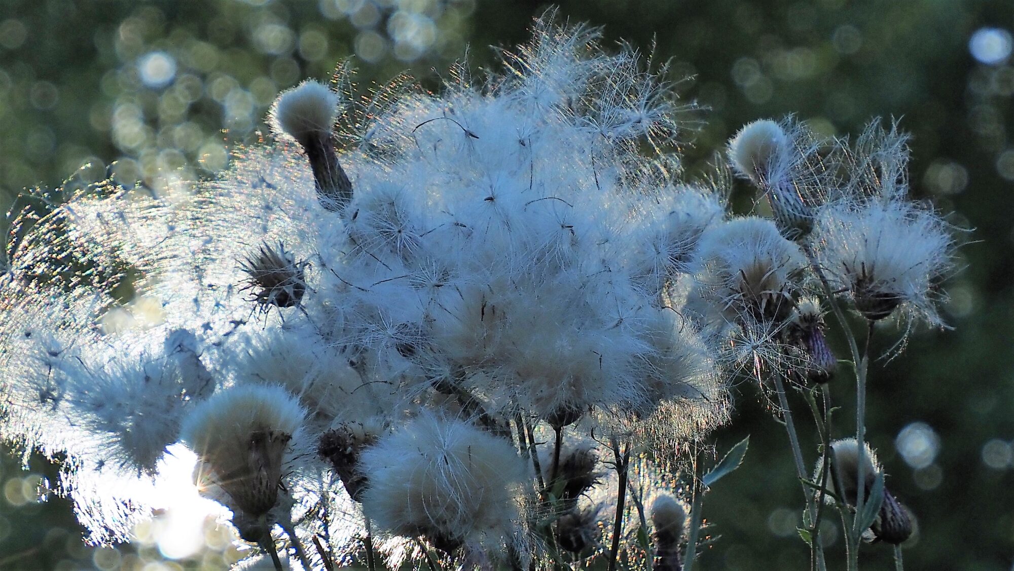 Valokuvaaja: Arja Valtonen