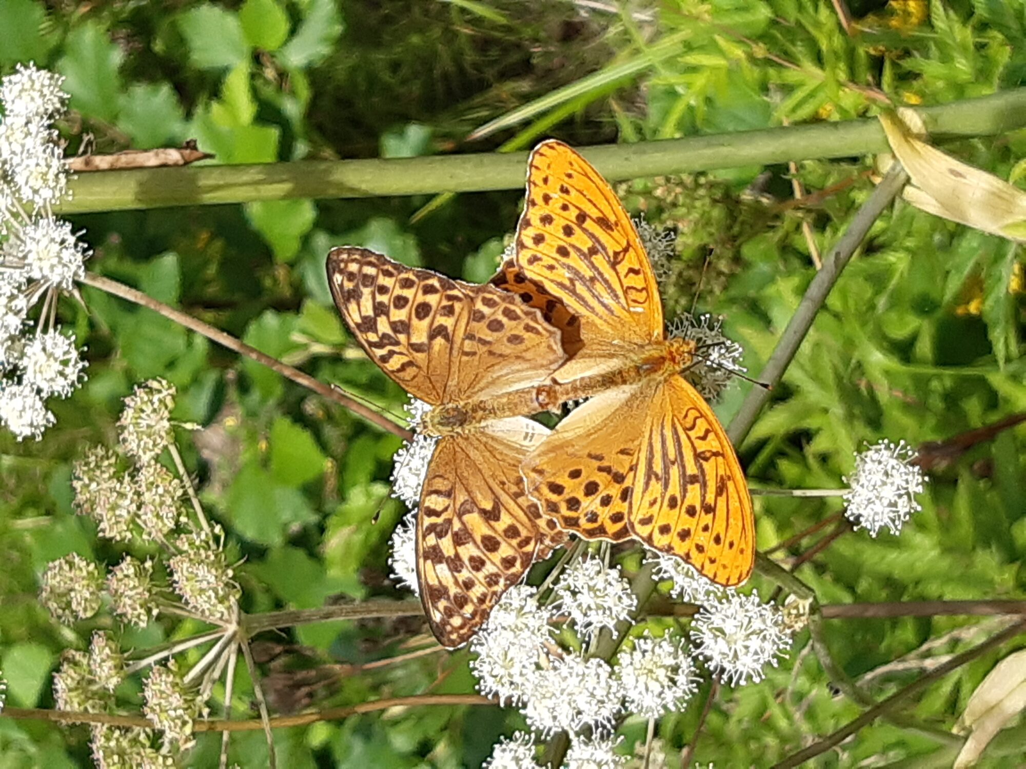 Valokuvaaja: Ritva Marttinen