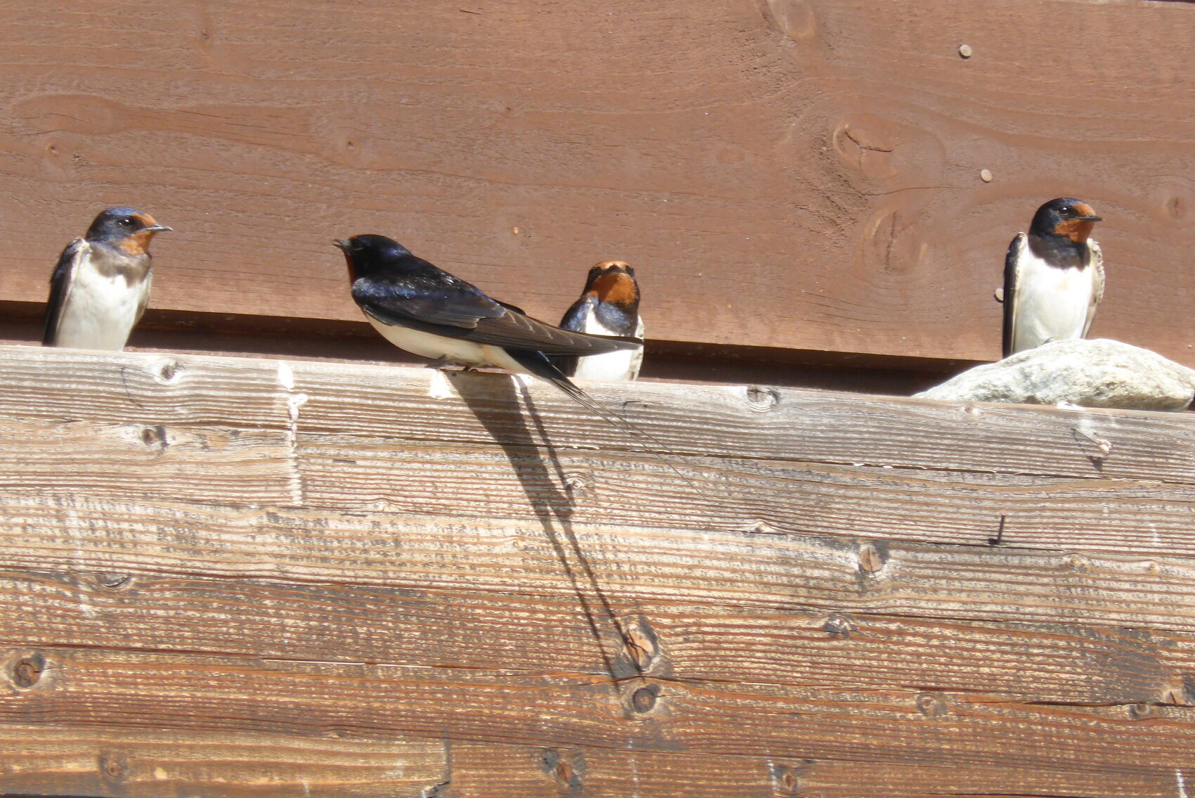 Valokuvaaja: Kaarlo Asikainen