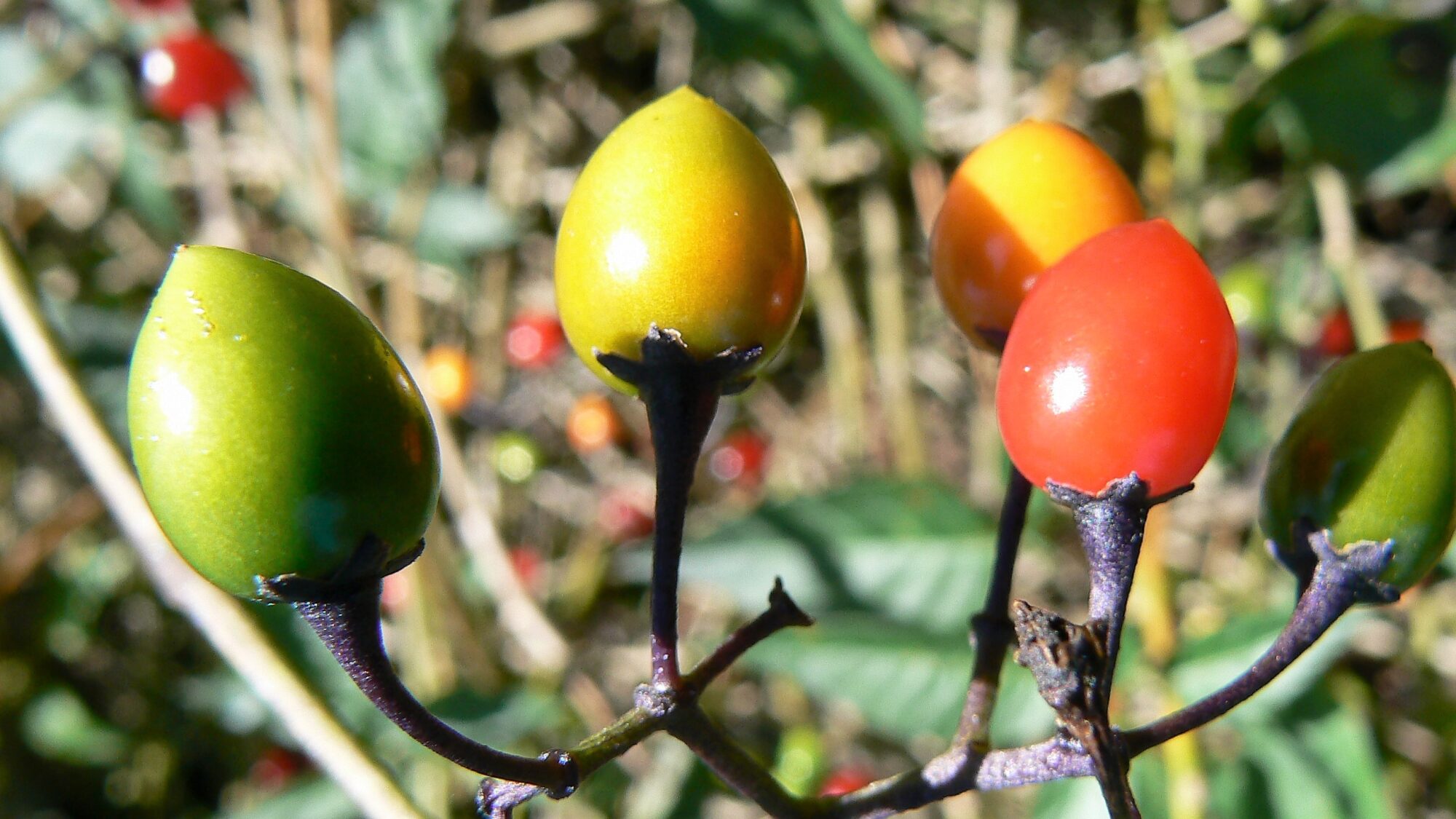 Valokuvaaja: Pekka Heino