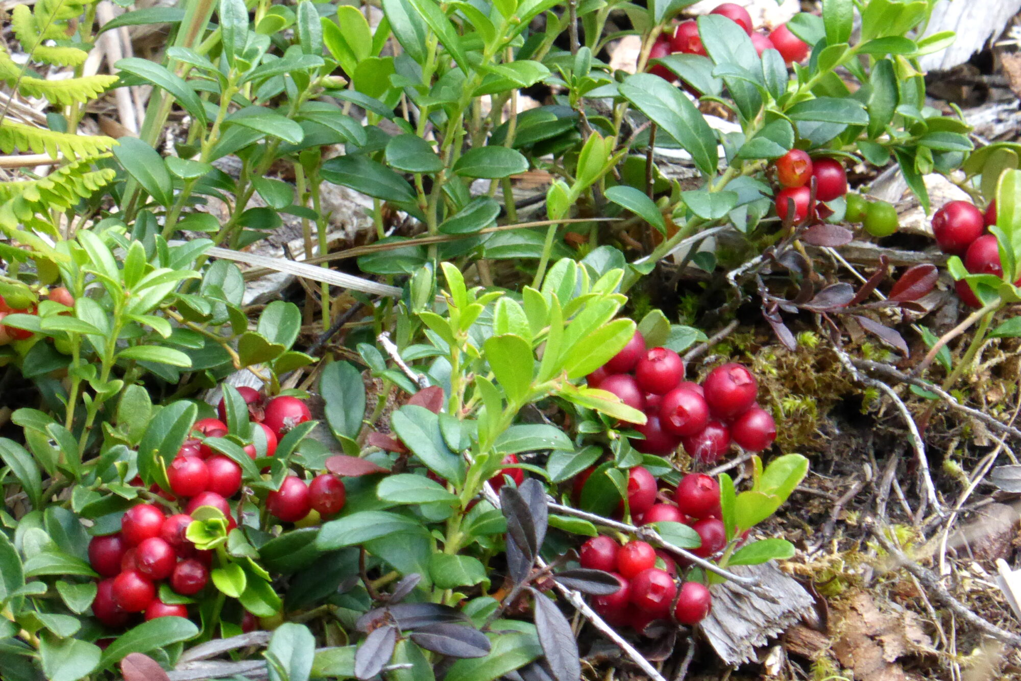 Valokuvaaja: Kaarlo Asikainen Valokuvaaja: Kaarlo Asikainen